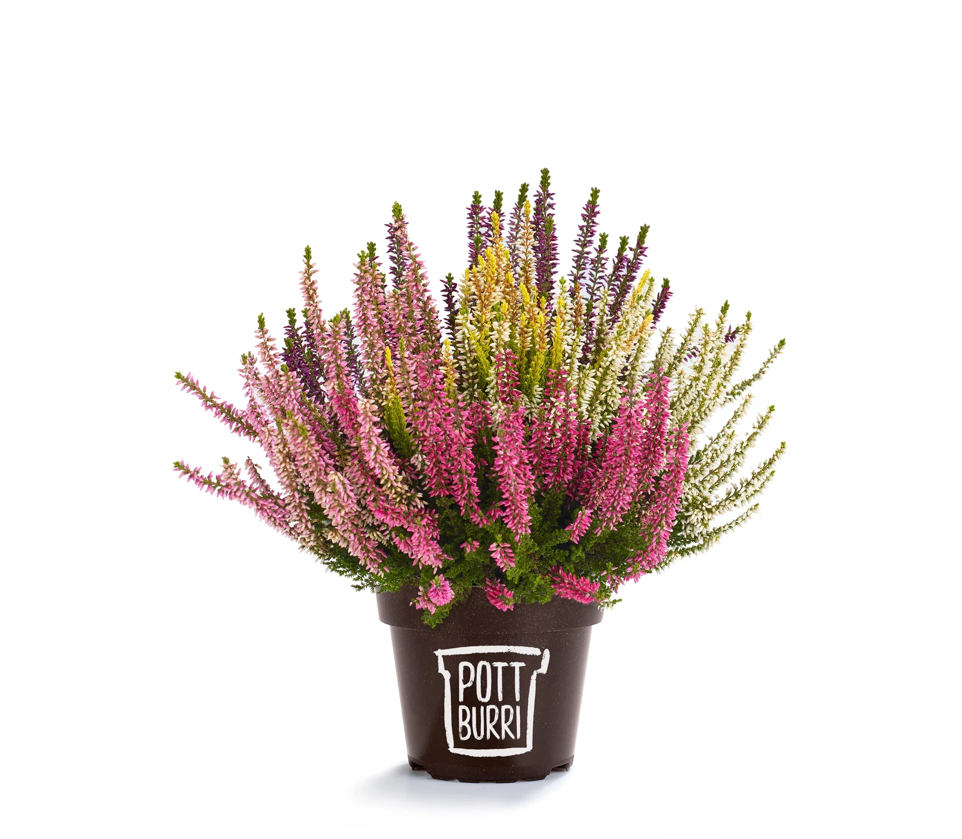 All N. Calluna Trio 12 cm