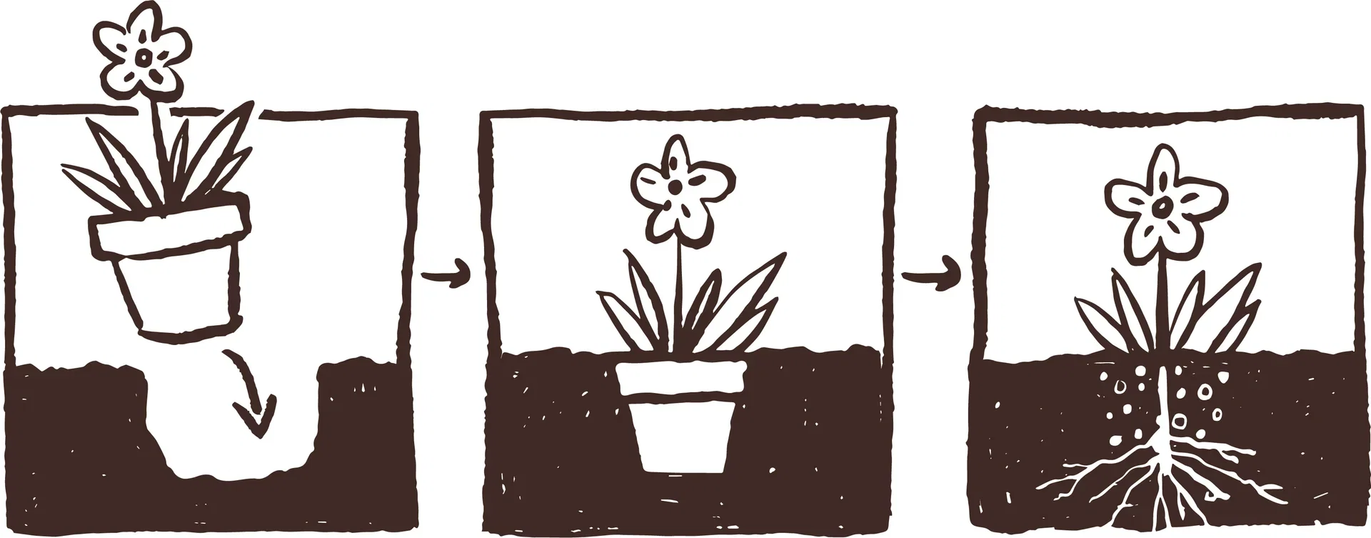 All N. Calluna Trio 12 cm