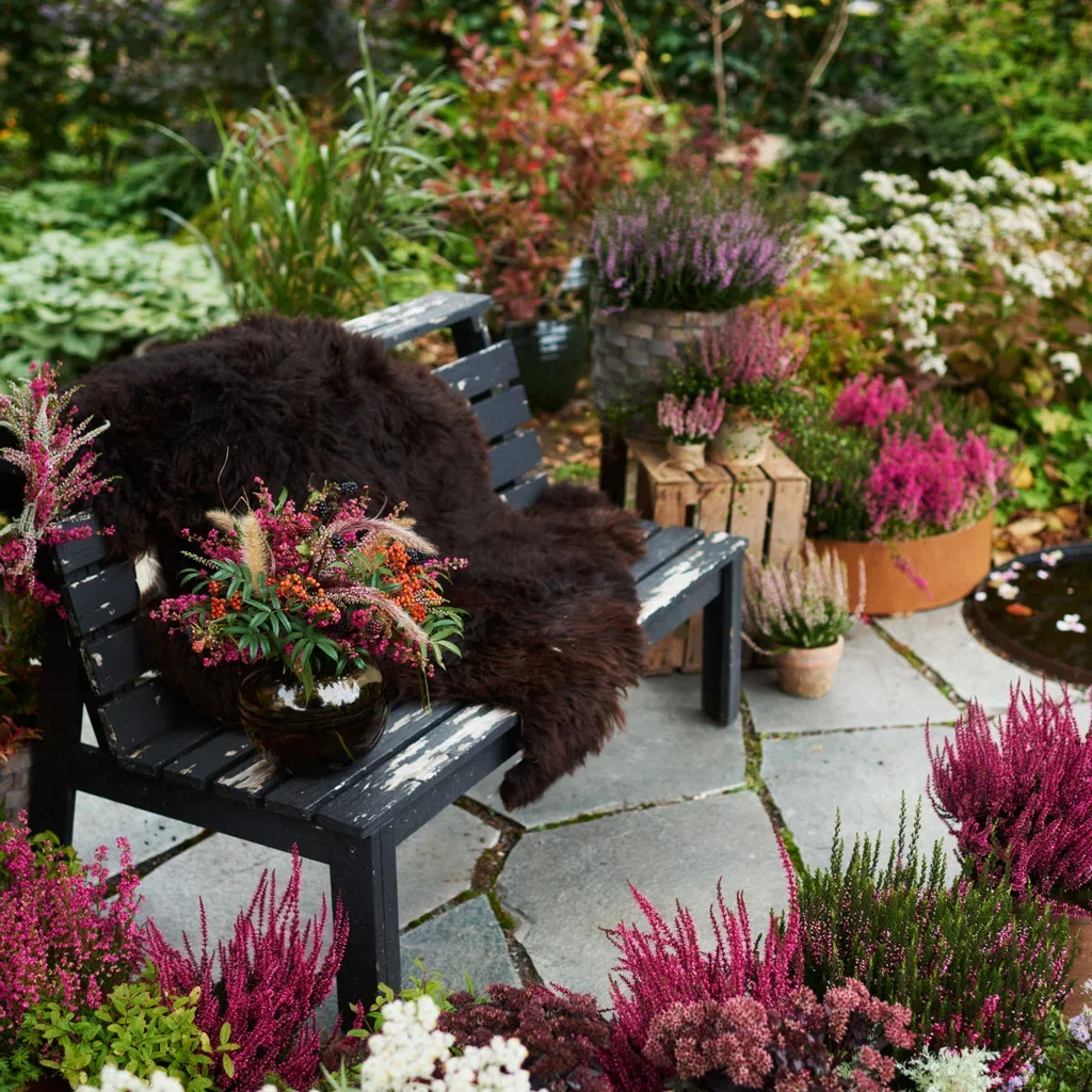 Erica gracilis Red 11 cm