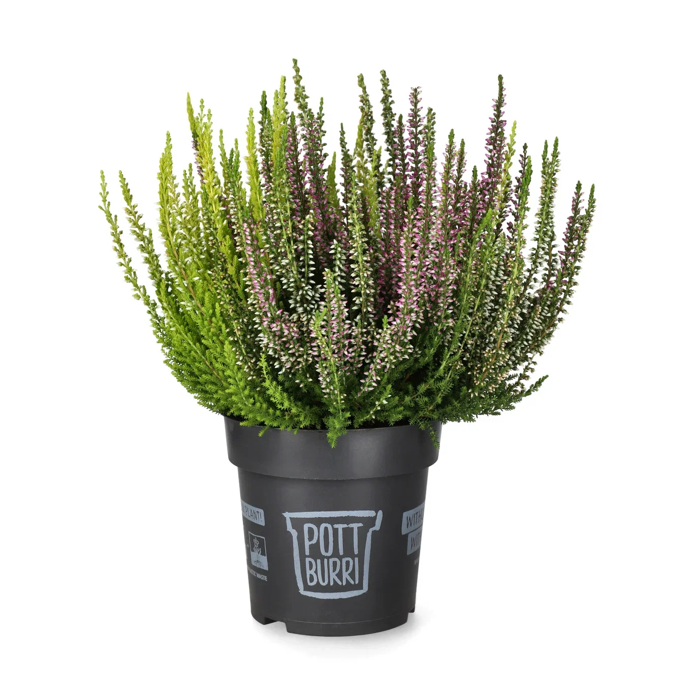 All N. Calluna Trio 12 cm