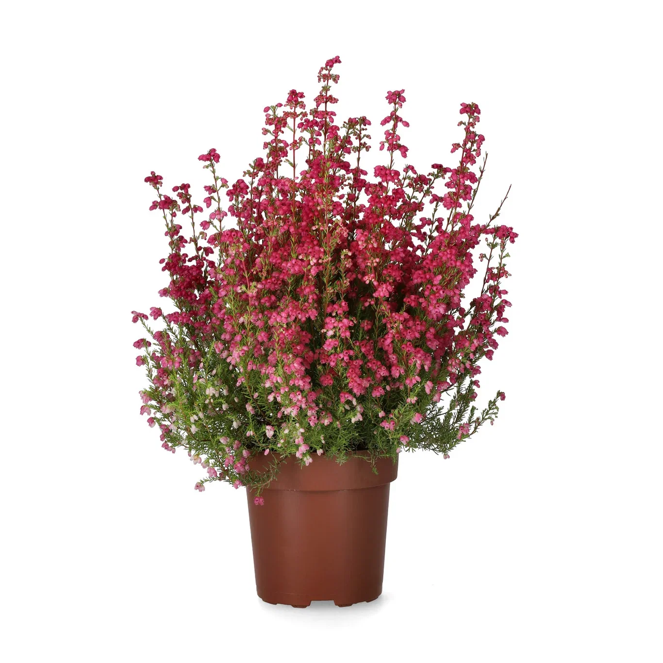 Erica gracilis Red 11 cm