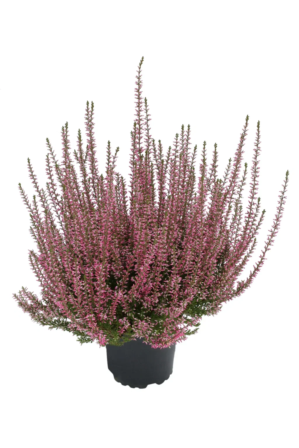 All N. Calluna Purple 12 cm