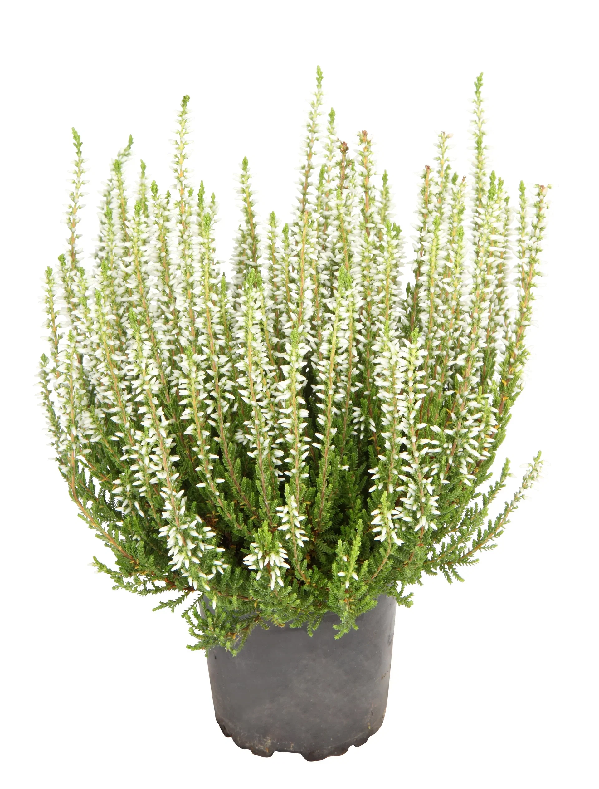 All N. Calluna White 12 cm