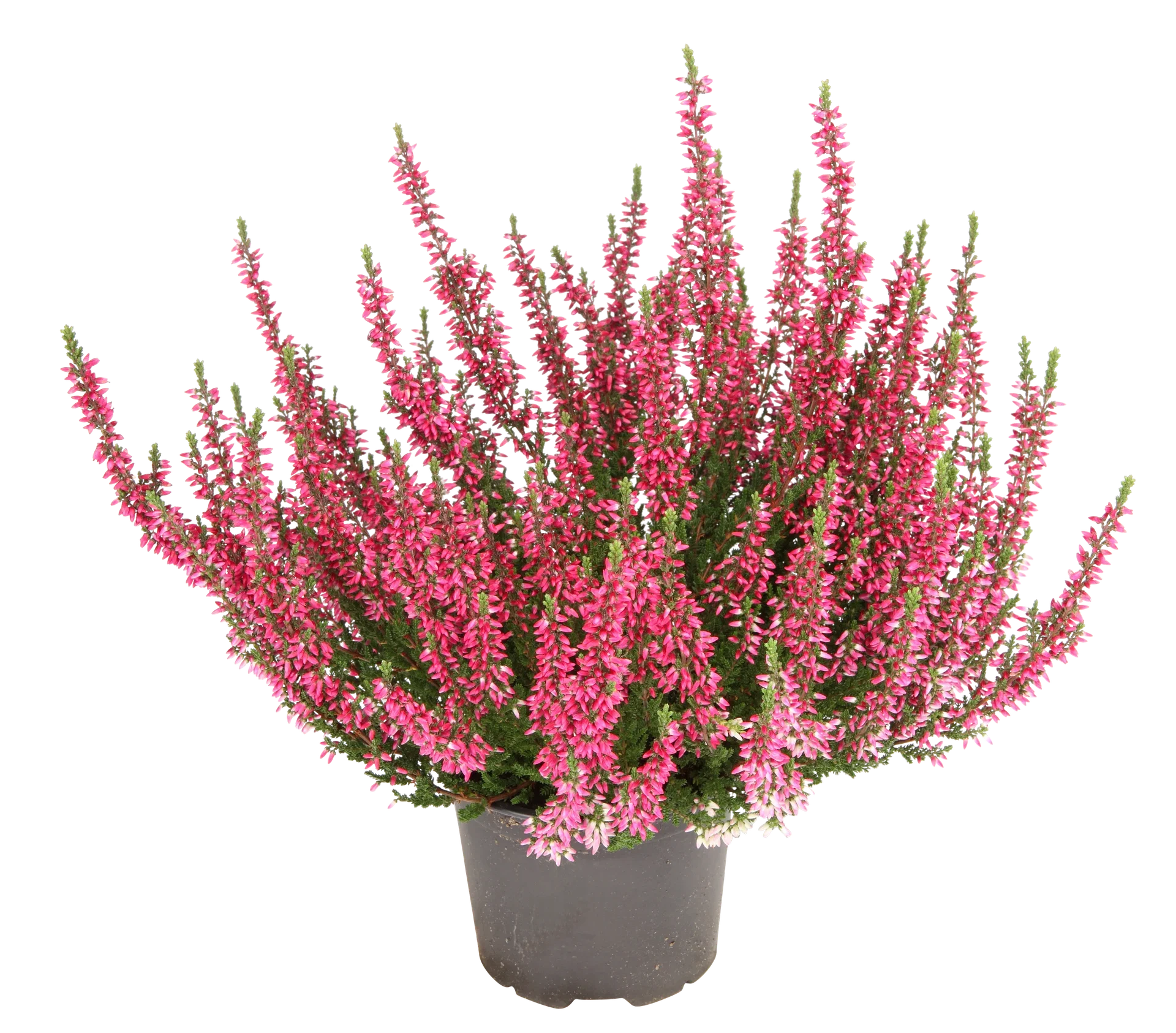 All N. Calluna Pink 12 cm