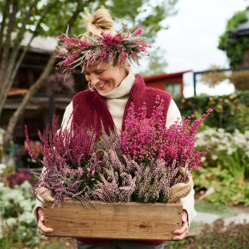 All N. Calluna Pink 12 cm