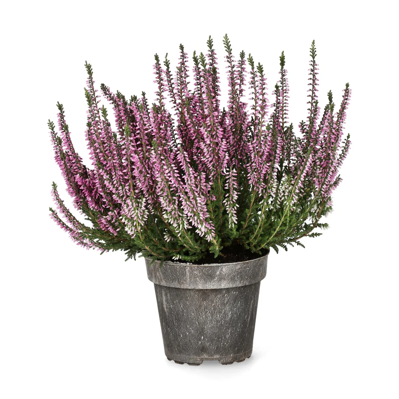 All N. Calluna Pink 12 cm