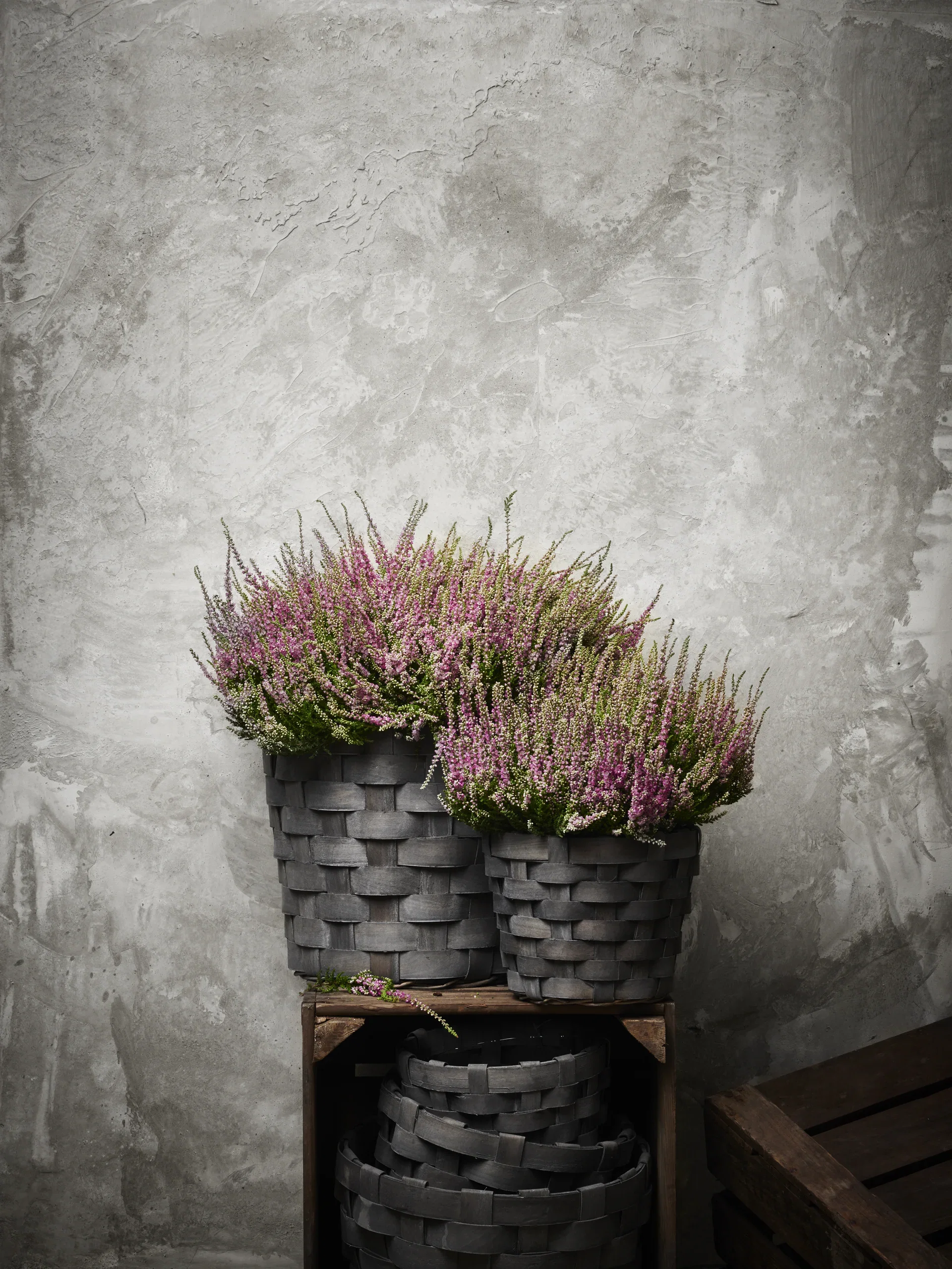 All N. Calluna Purple 12 cm