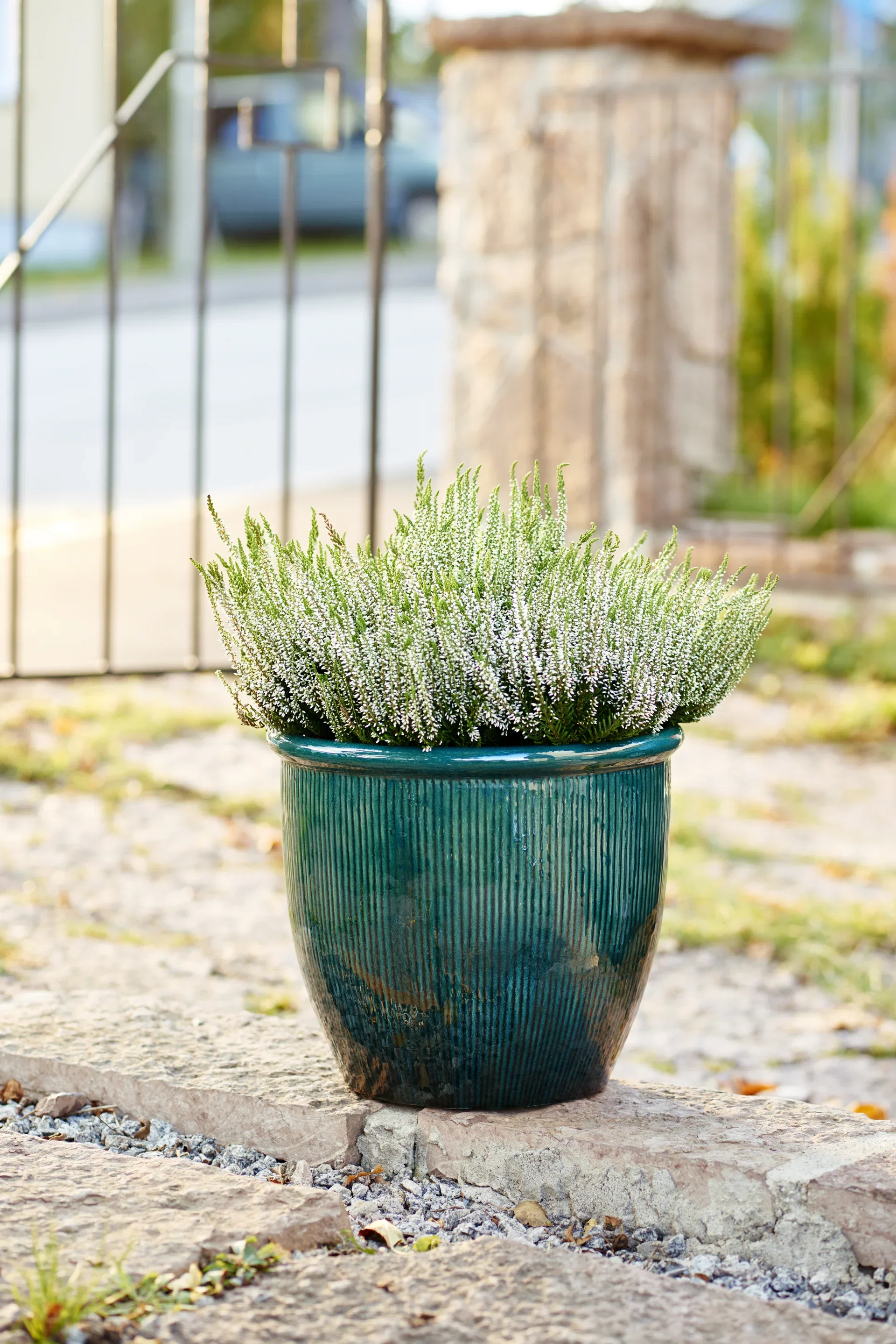 All N. Calluna White 12 cm