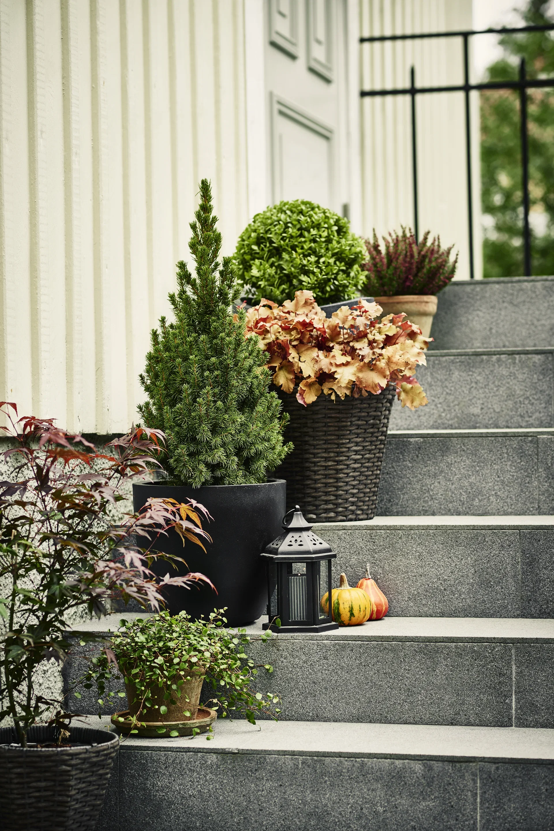 All N. Calluna Purple 12 cm