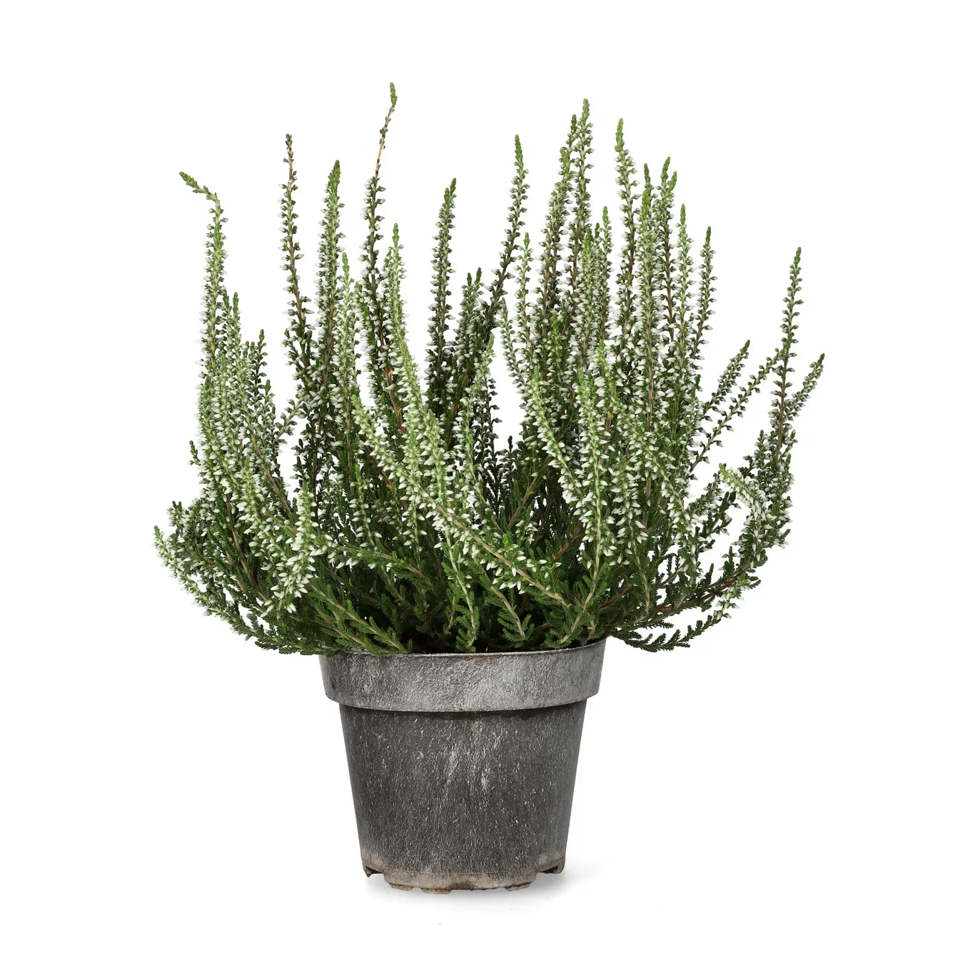 All N. Calluna White 12 cm