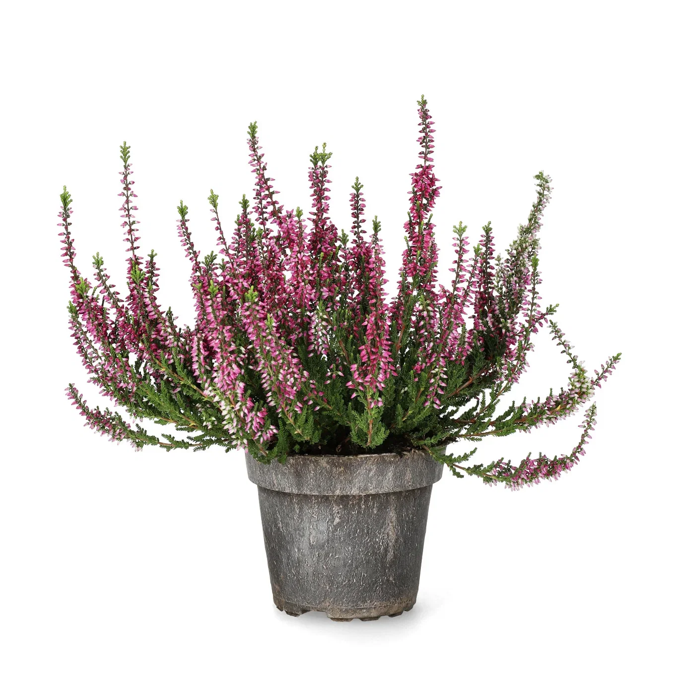 All N. Calluna Purple 12 cm