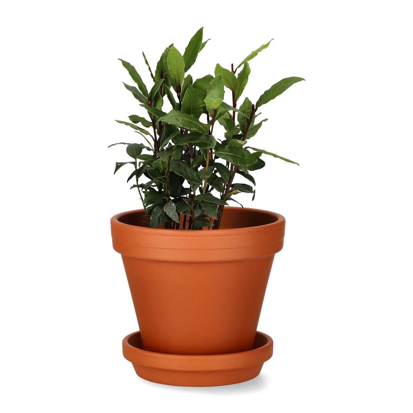Plant pot D15 terracotta