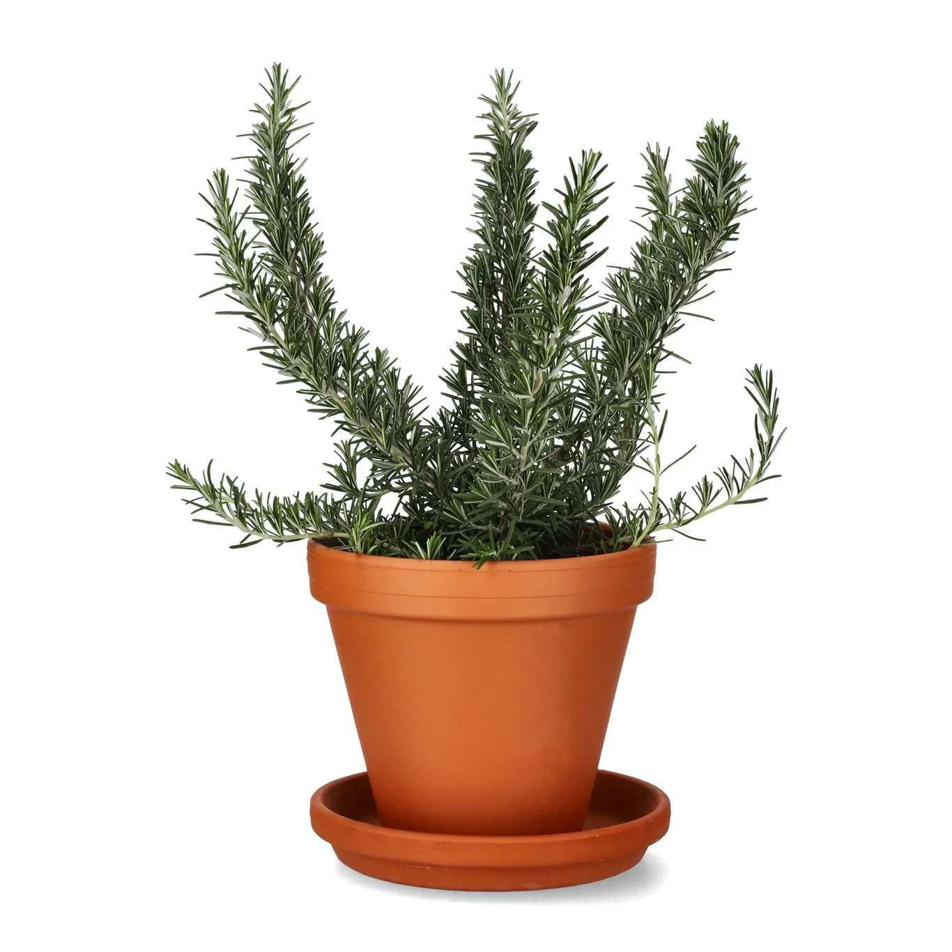 Plant pot D18 terracotta