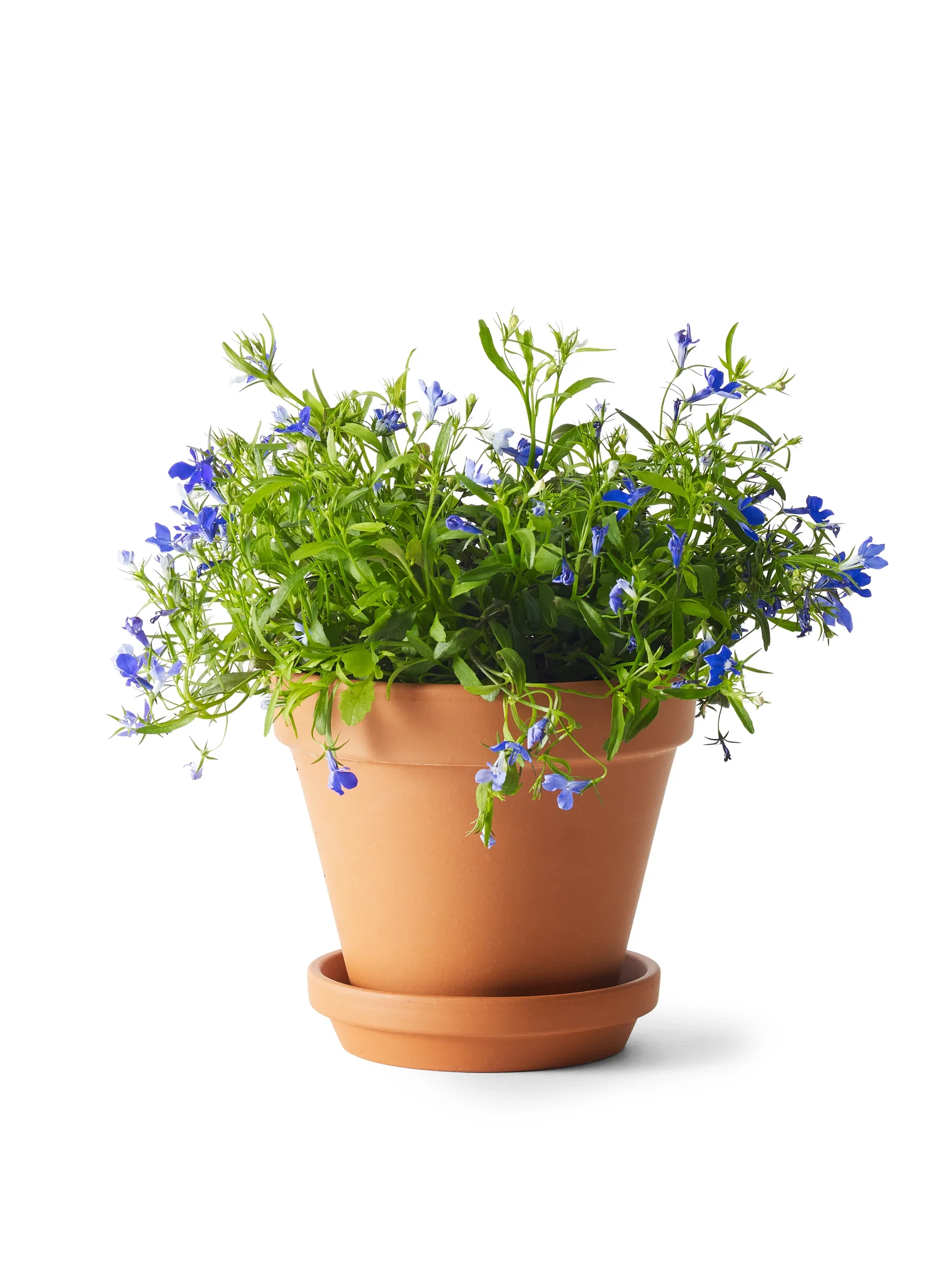 Saucer D13,5 w/s terracotta