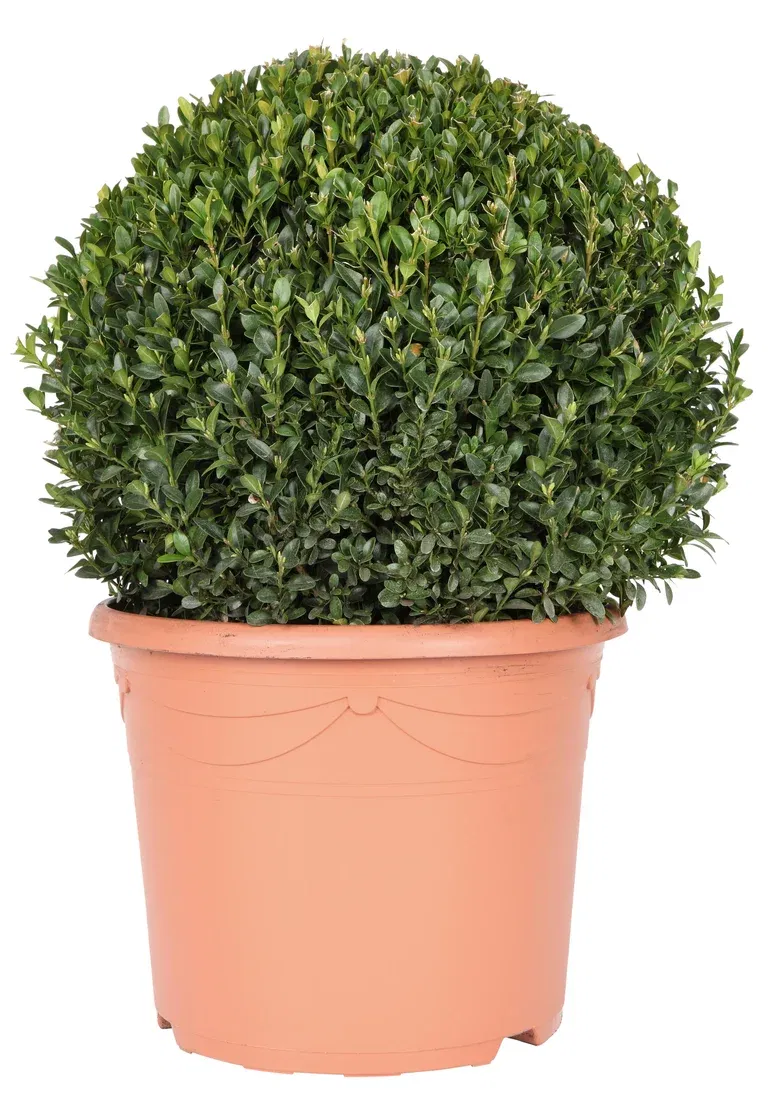 Buxus sempervirens ball 40cm D 10L