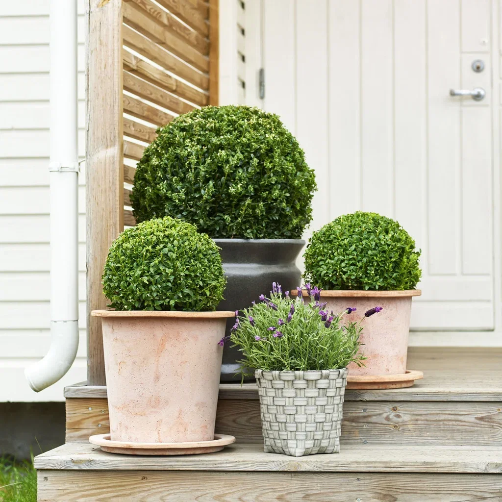 Buxus sempervirens ball 40cm D 10L