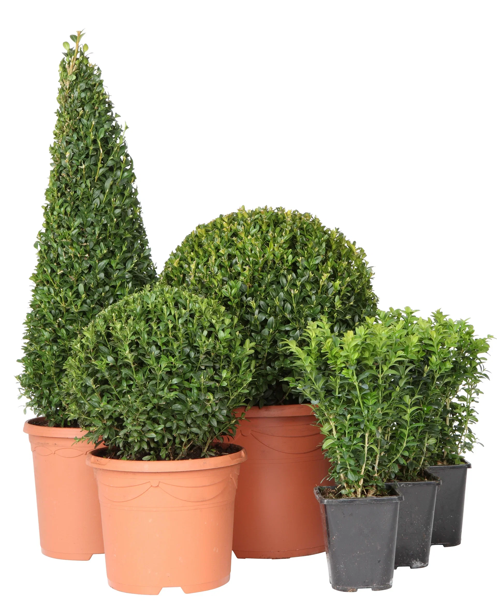 Buxus sempervirens pyramid 55cm+ 4L
