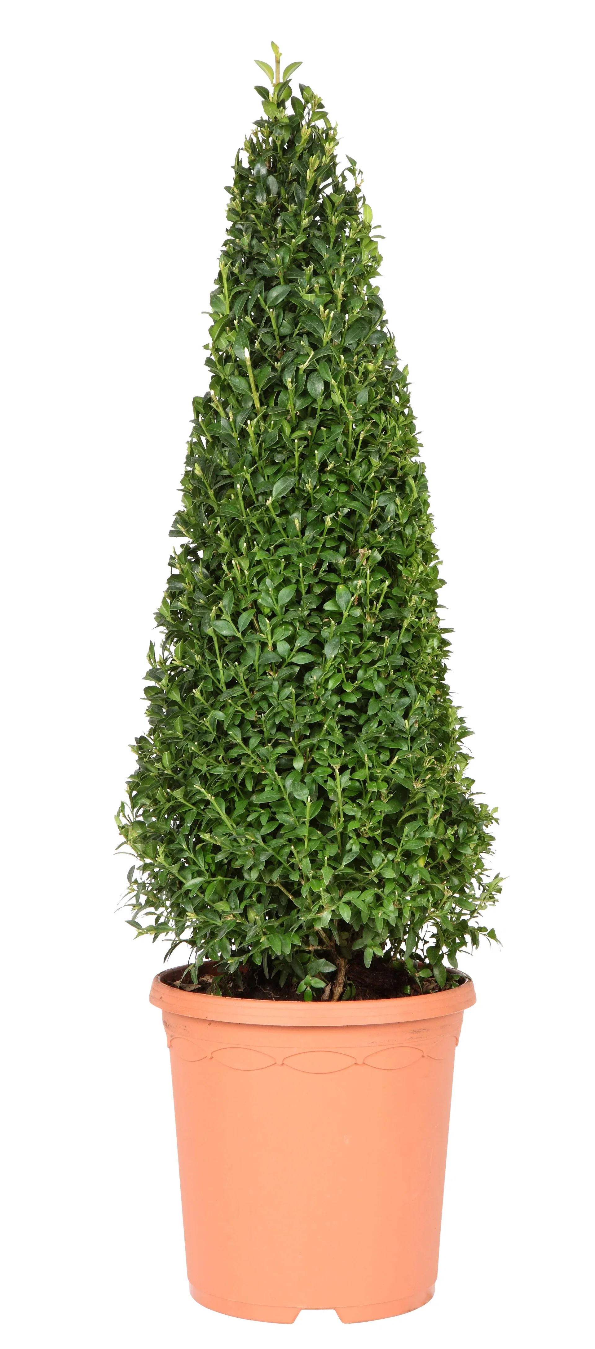 Buxus sempervirens pyramid 55cm+ 4L