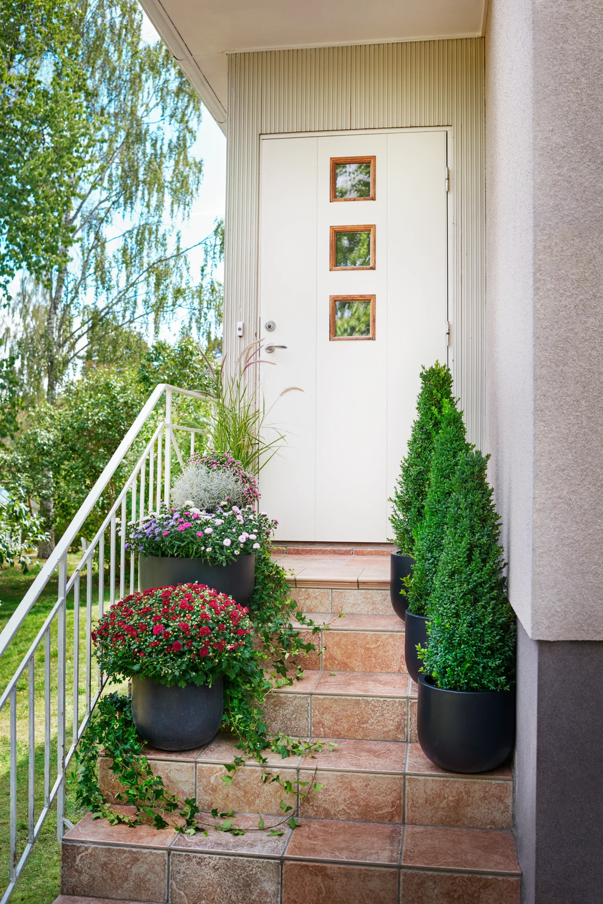 Buxus sempervirens pyramid 55cm+ 4L