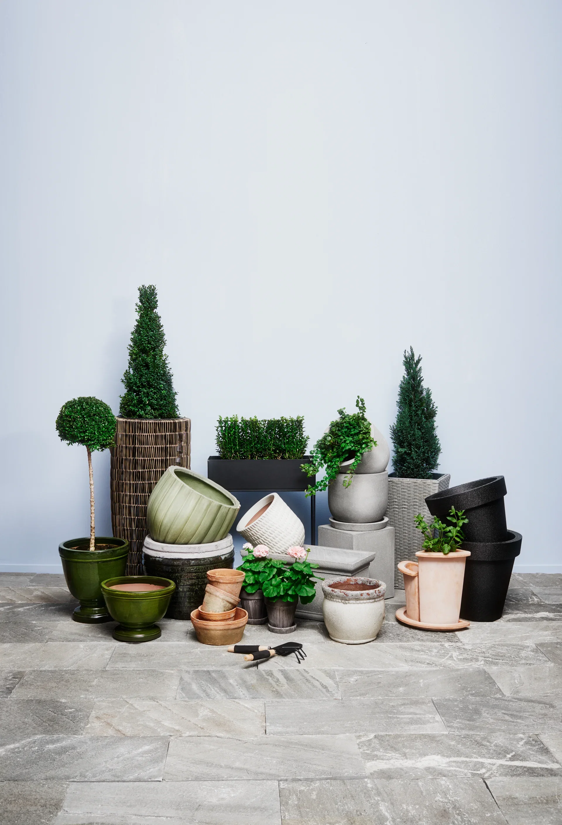 Buxus sempervirens pyramid 55cm+ 4L