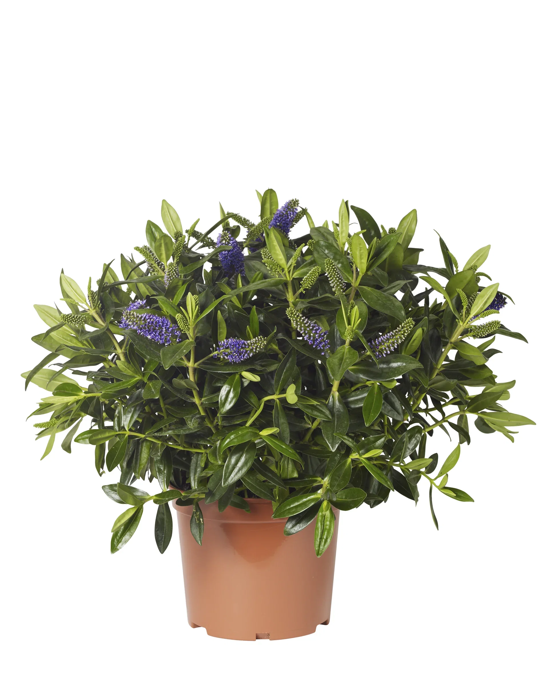 Hebe × andersonii green 23 cm