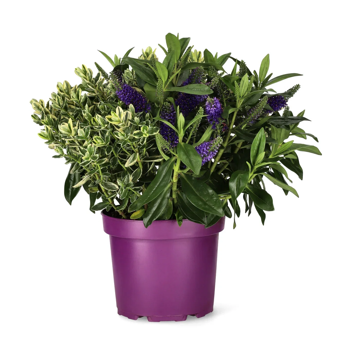 Hebe × andersonii twins´s 23 cm