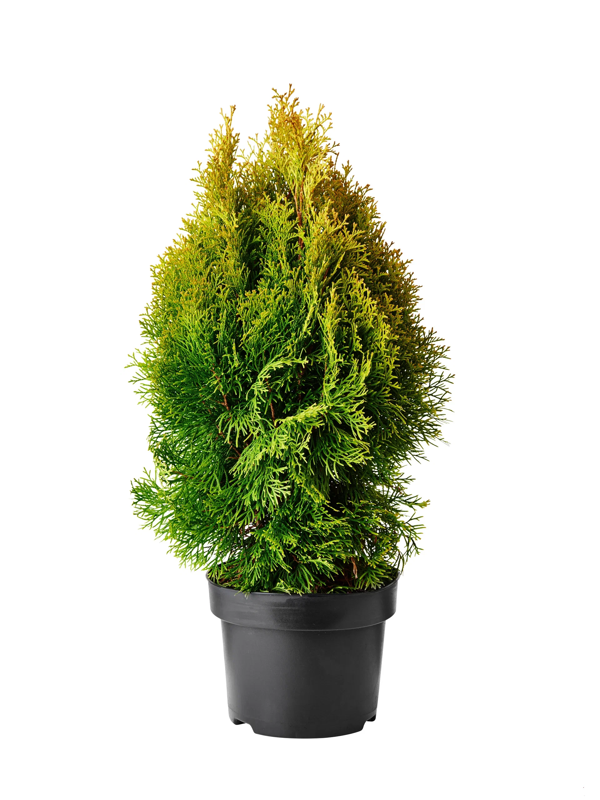 Thuja occidentalis Golden Smaragd 25-30cm 17cm