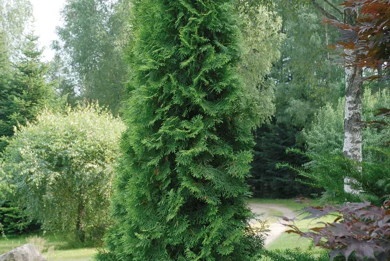 Thuja occ. 'Smaragd' 50-70cm 2L