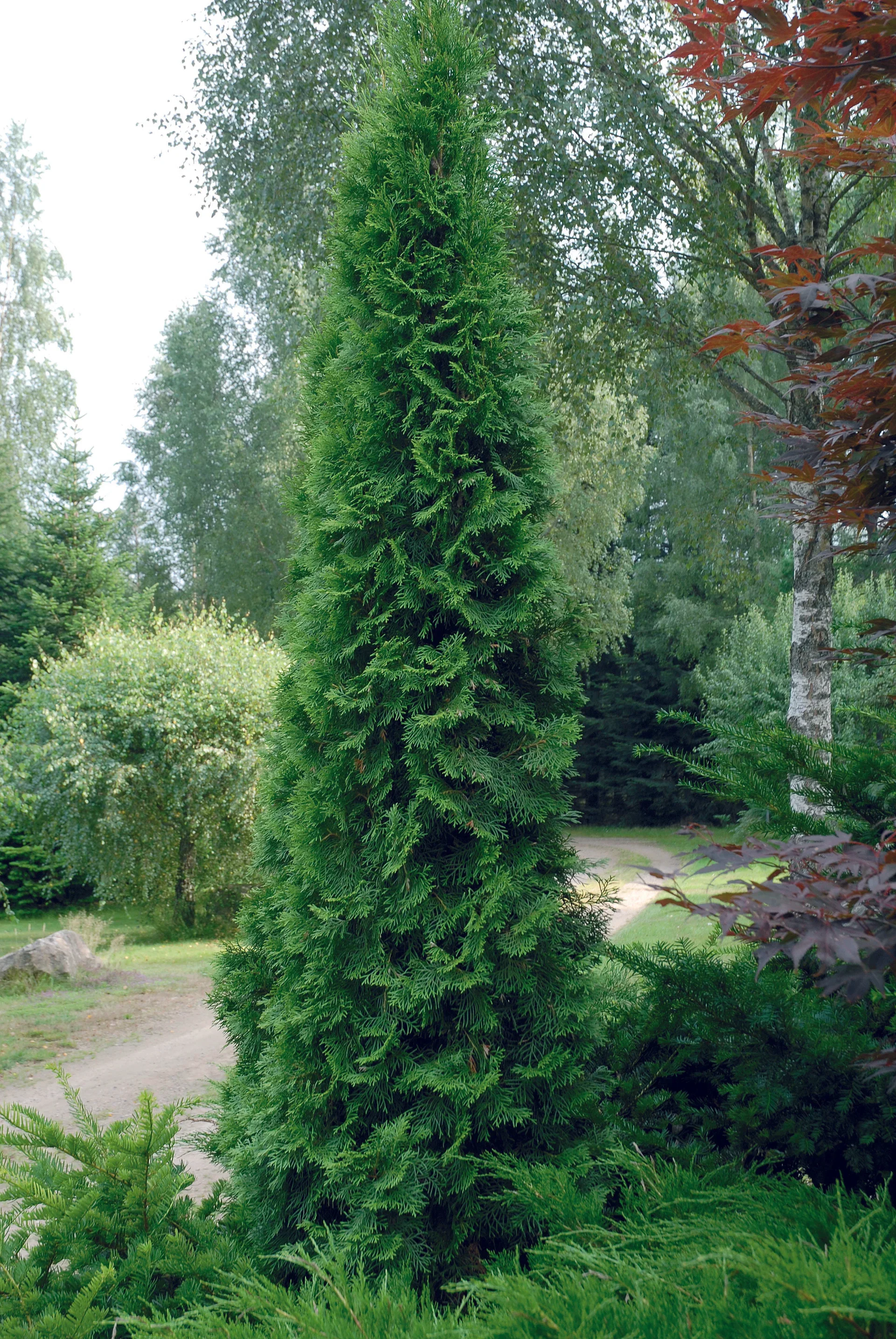 Thuja occ. 'Smaragd' 50-70cm 2L