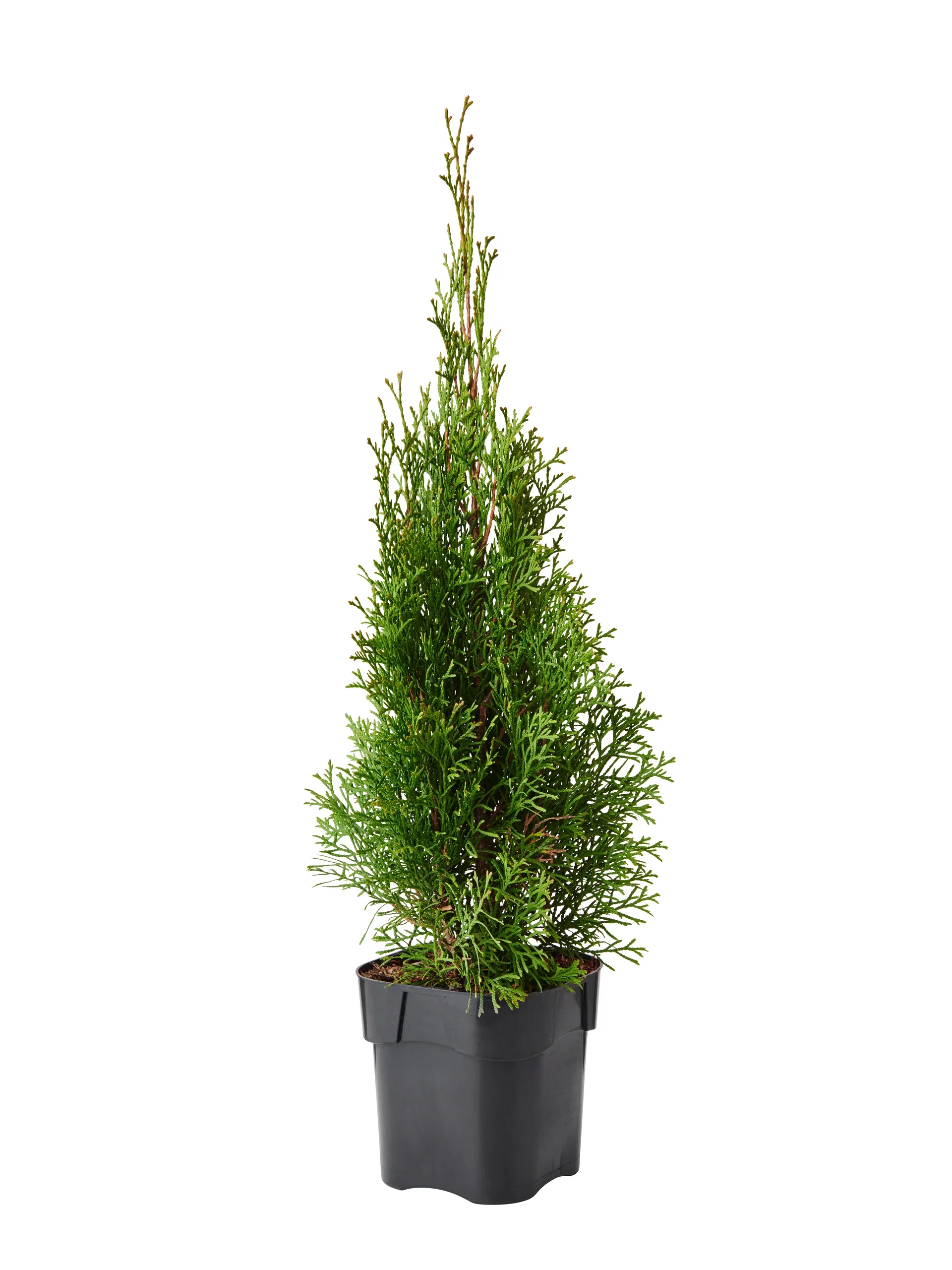 Thuja occ. 'Smaragd' 50-70cm 2L