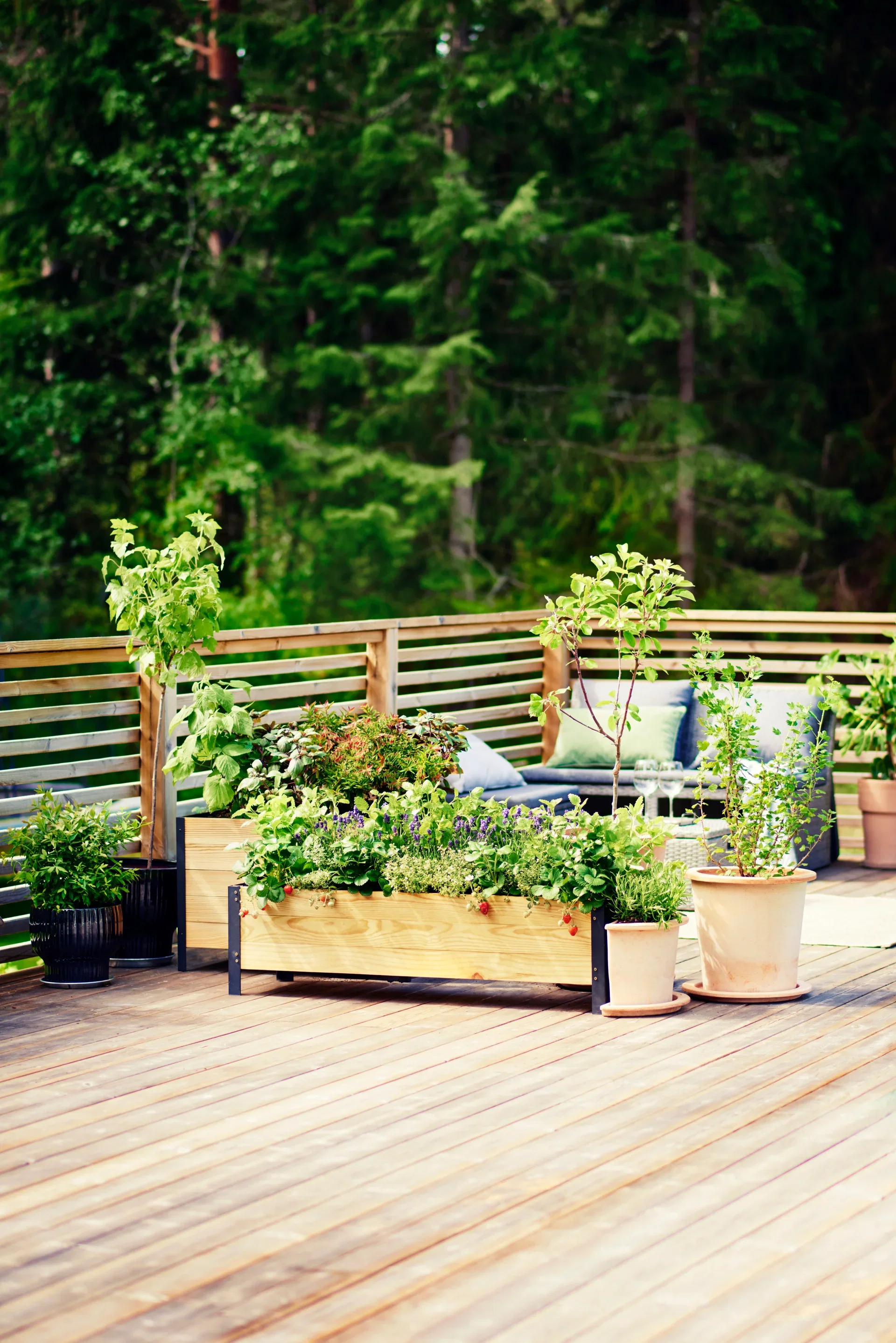 Ribes rubrum 'Jonkheer van Tets' stem 60 cm 23cm