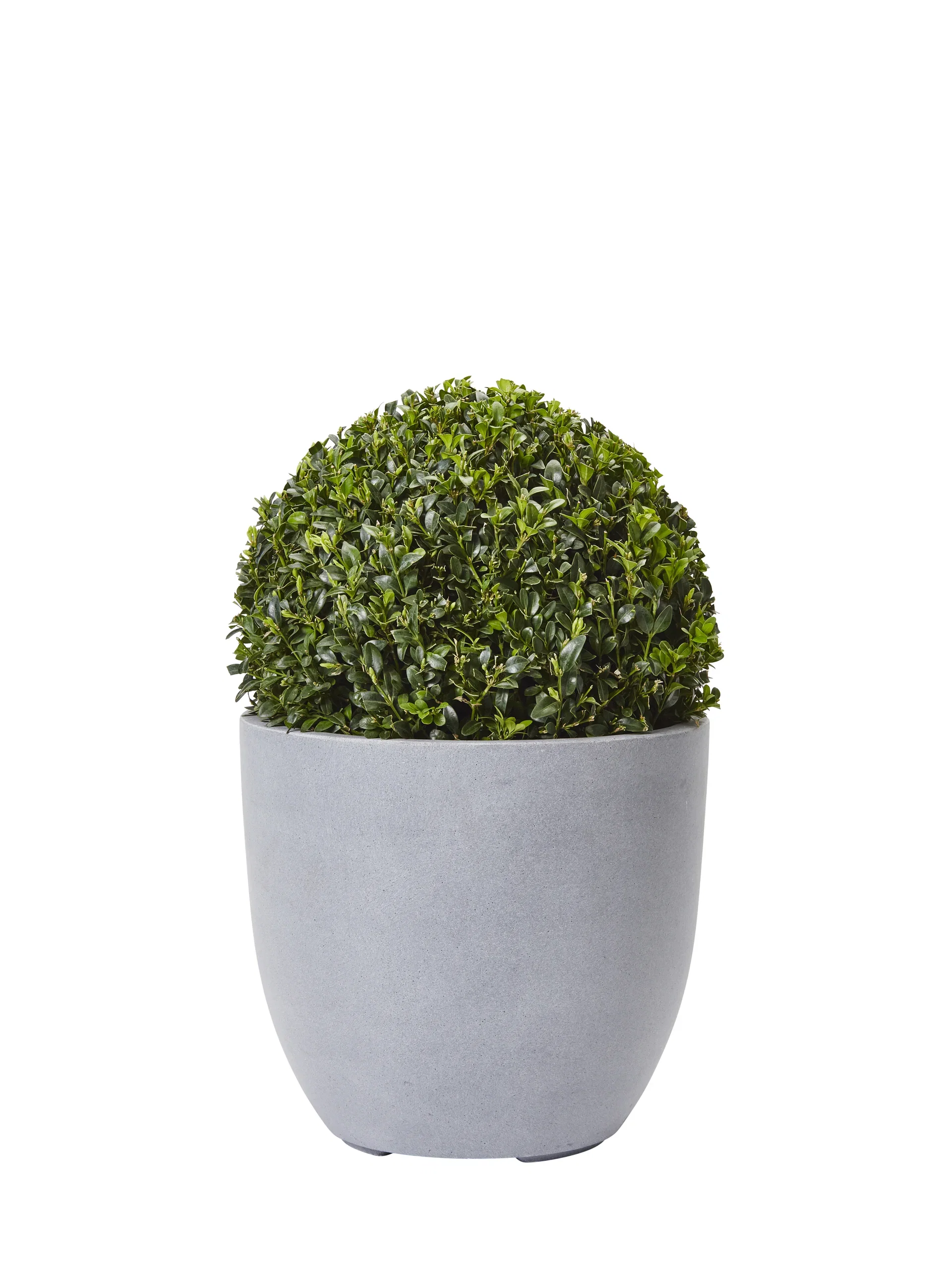 Buxus sempervirens ball 30cm D 4L