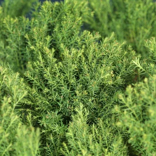 Thuja occidentalis 'Teddy' 15-20cm 17cm