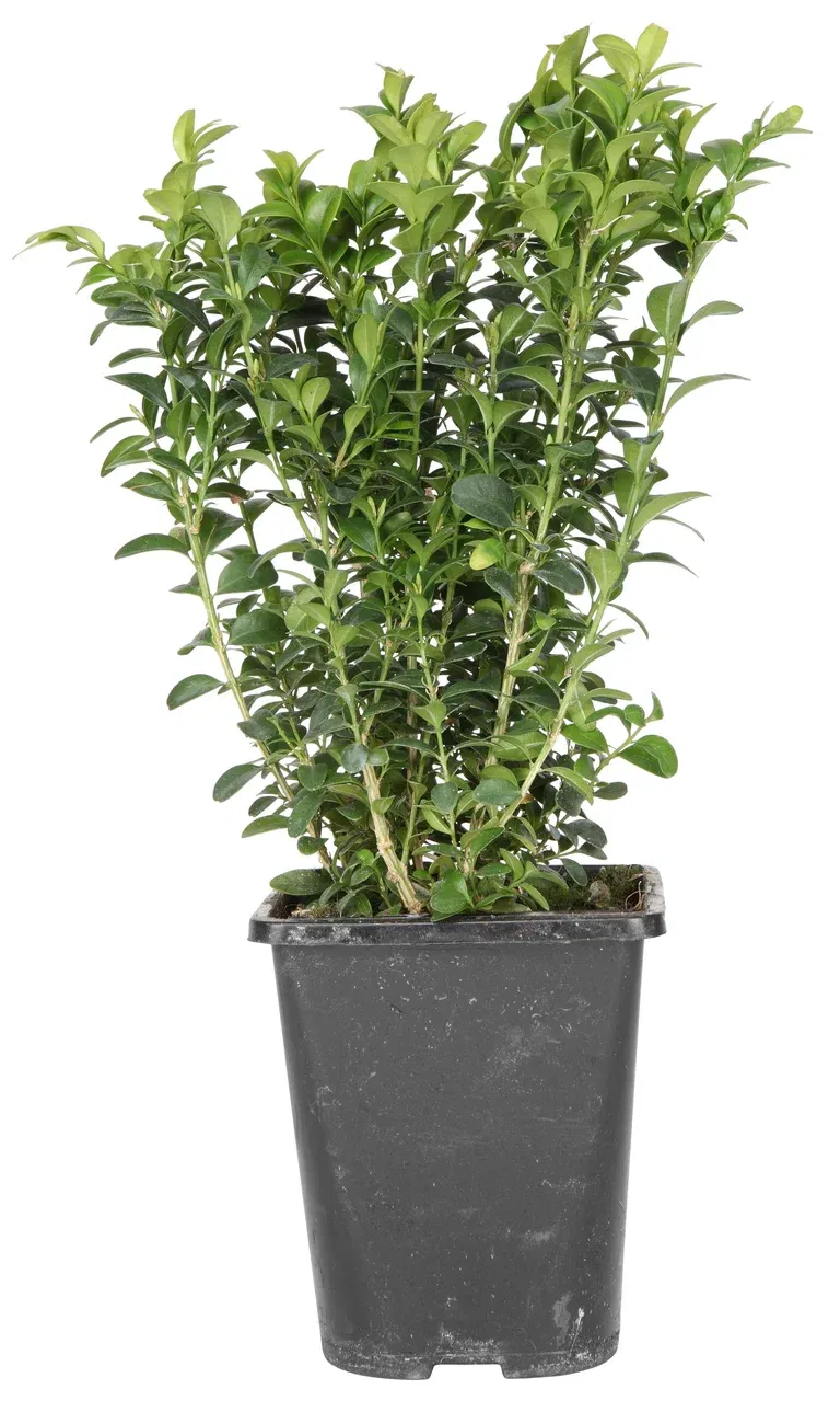 Buxus sempervirens bush 20-25cm 13cm