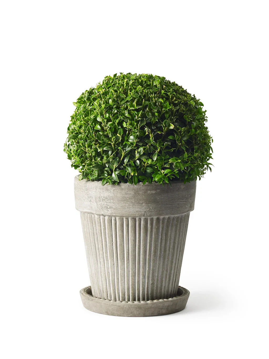 Buxus sempervirens ball 30cm D 4L