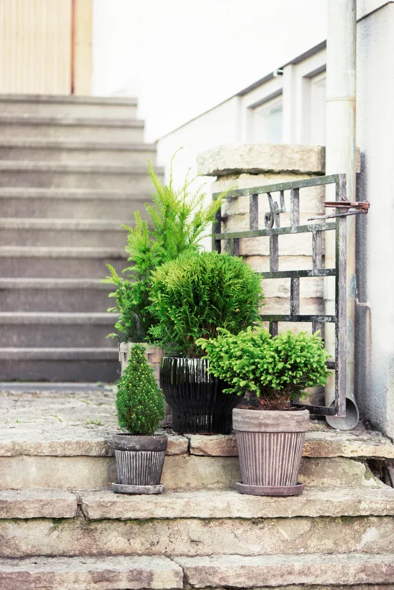 Thuja occidentalis 'Teddy' 15-20cm 17cm