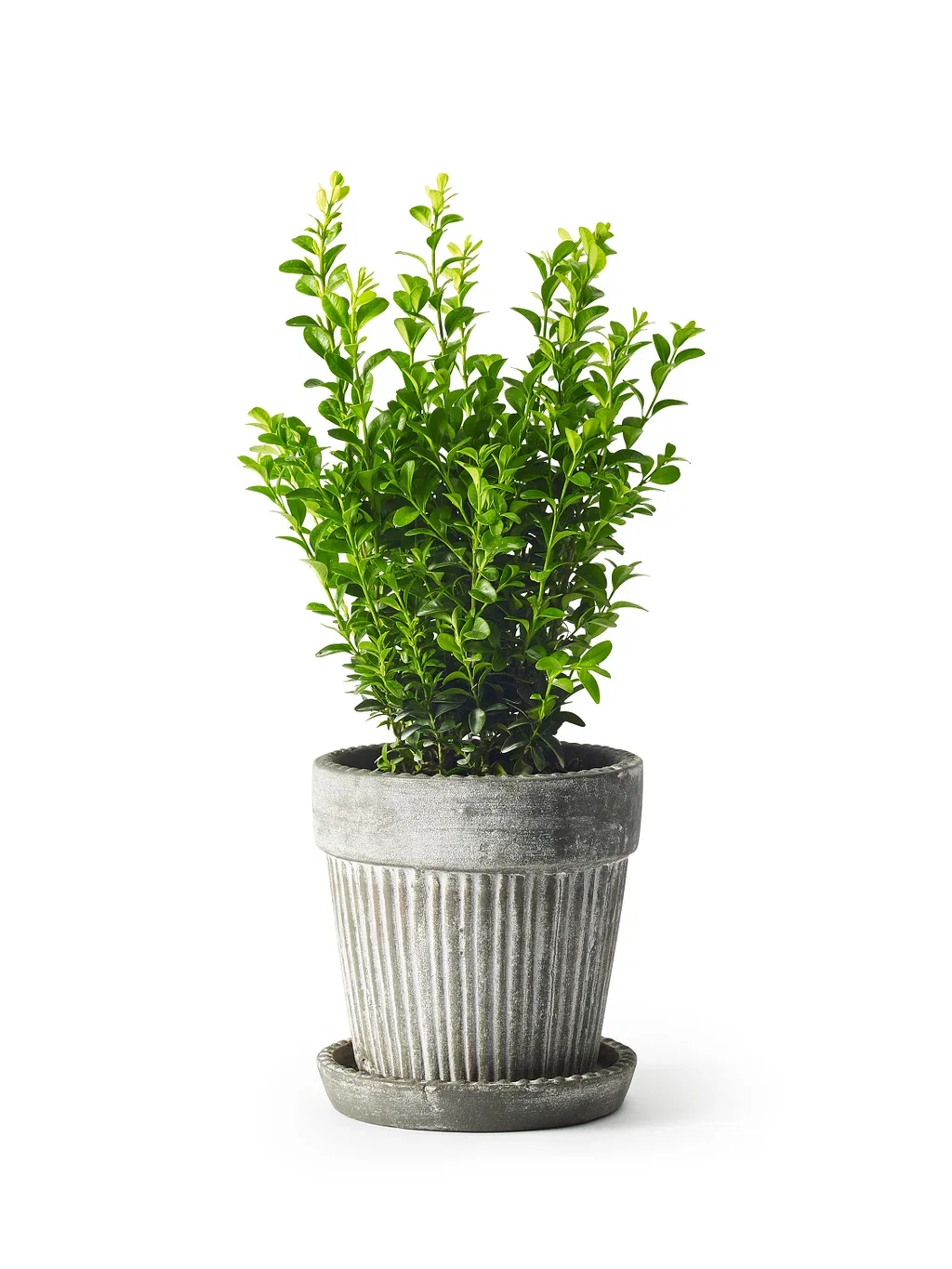 Buxus sempervirens bush 20-25cm 13cm