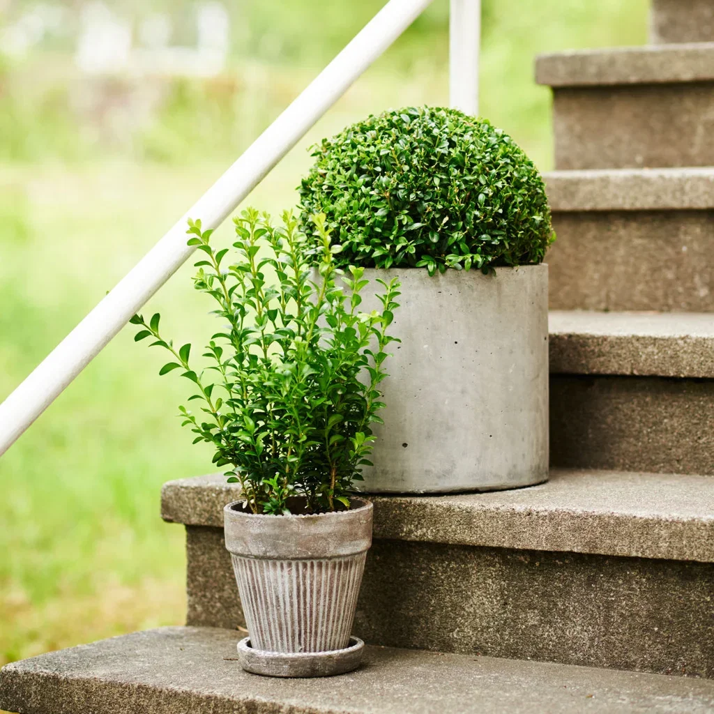 Buxus sempervirens ball 30cm D 4L