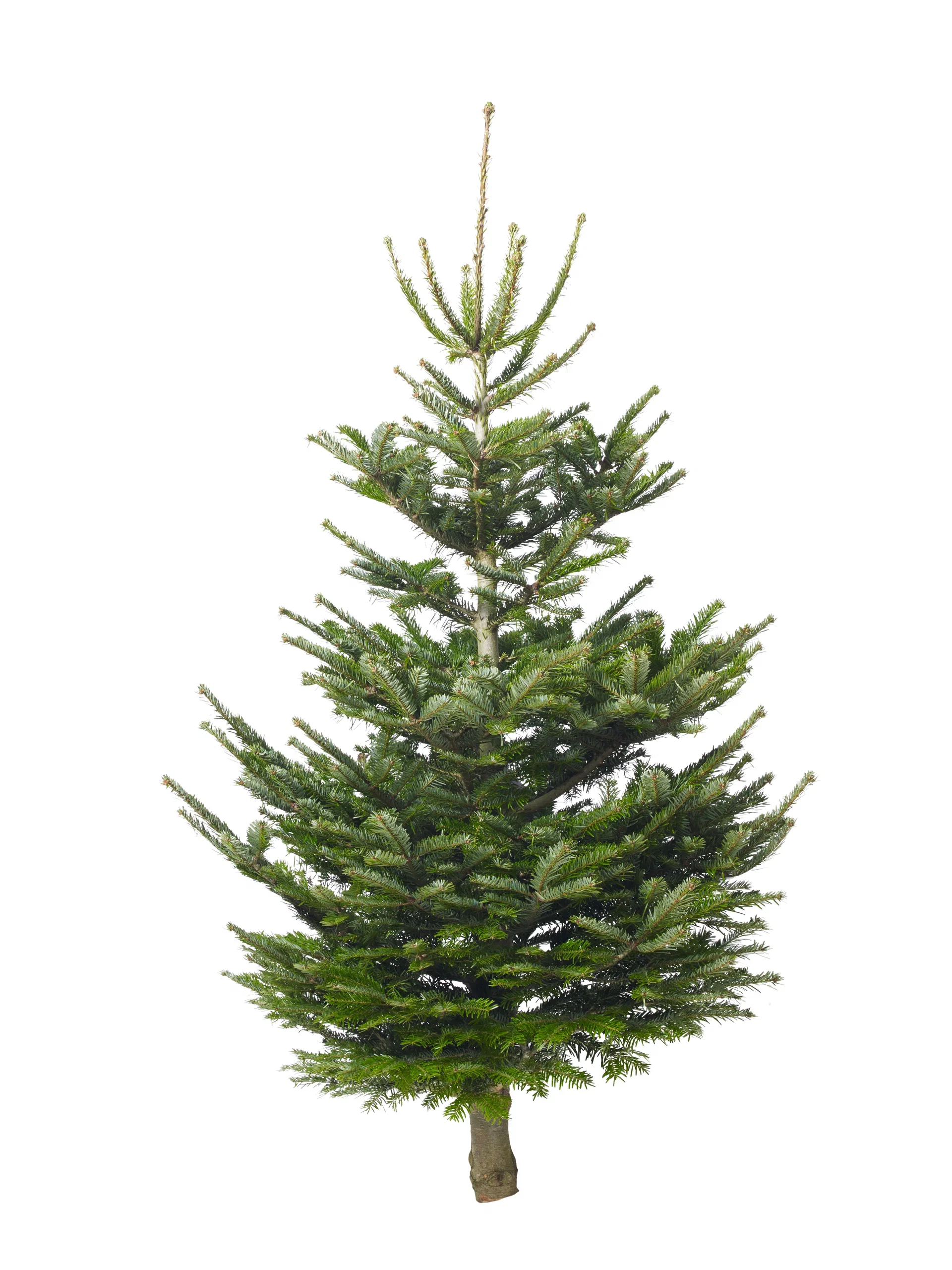 Abies Nordmanniana 160-190 cm