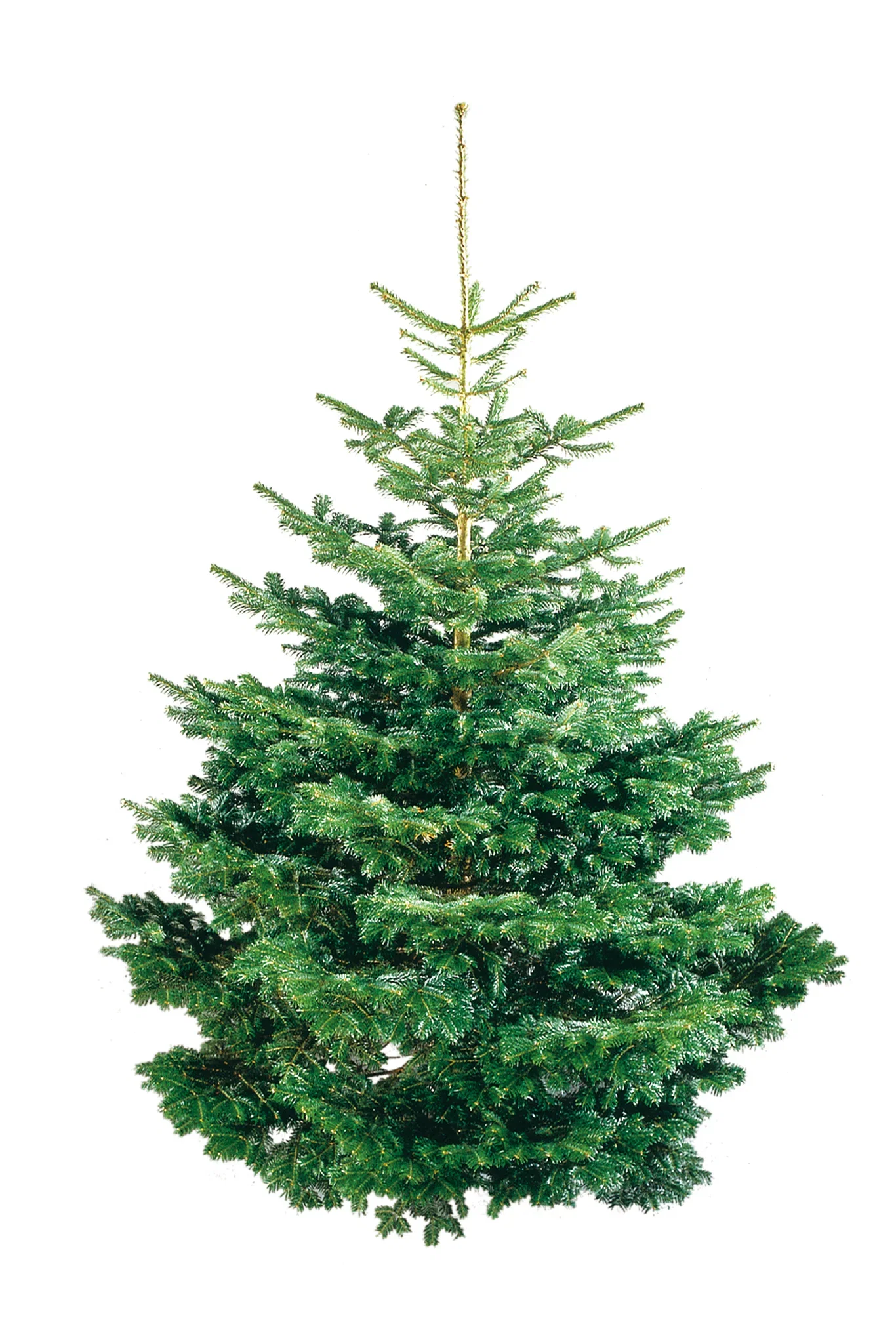 Abies Nordmanniana Excellent 190-220 cm