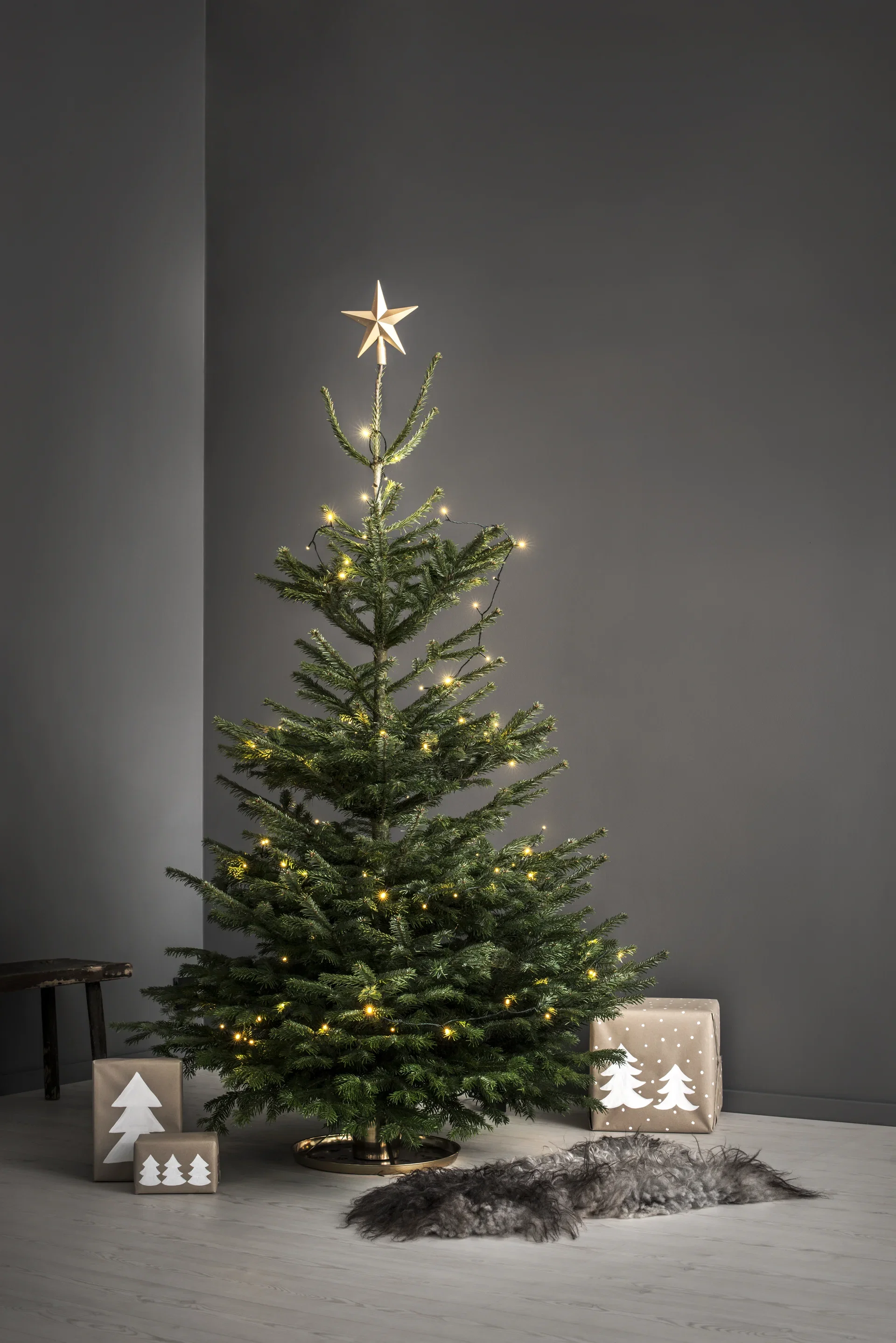 Abies Nordmanniana 160-190 cm