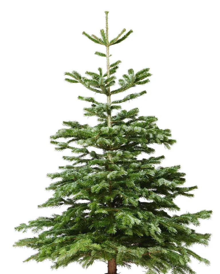 Abies Nordmanniana 220-270 cm