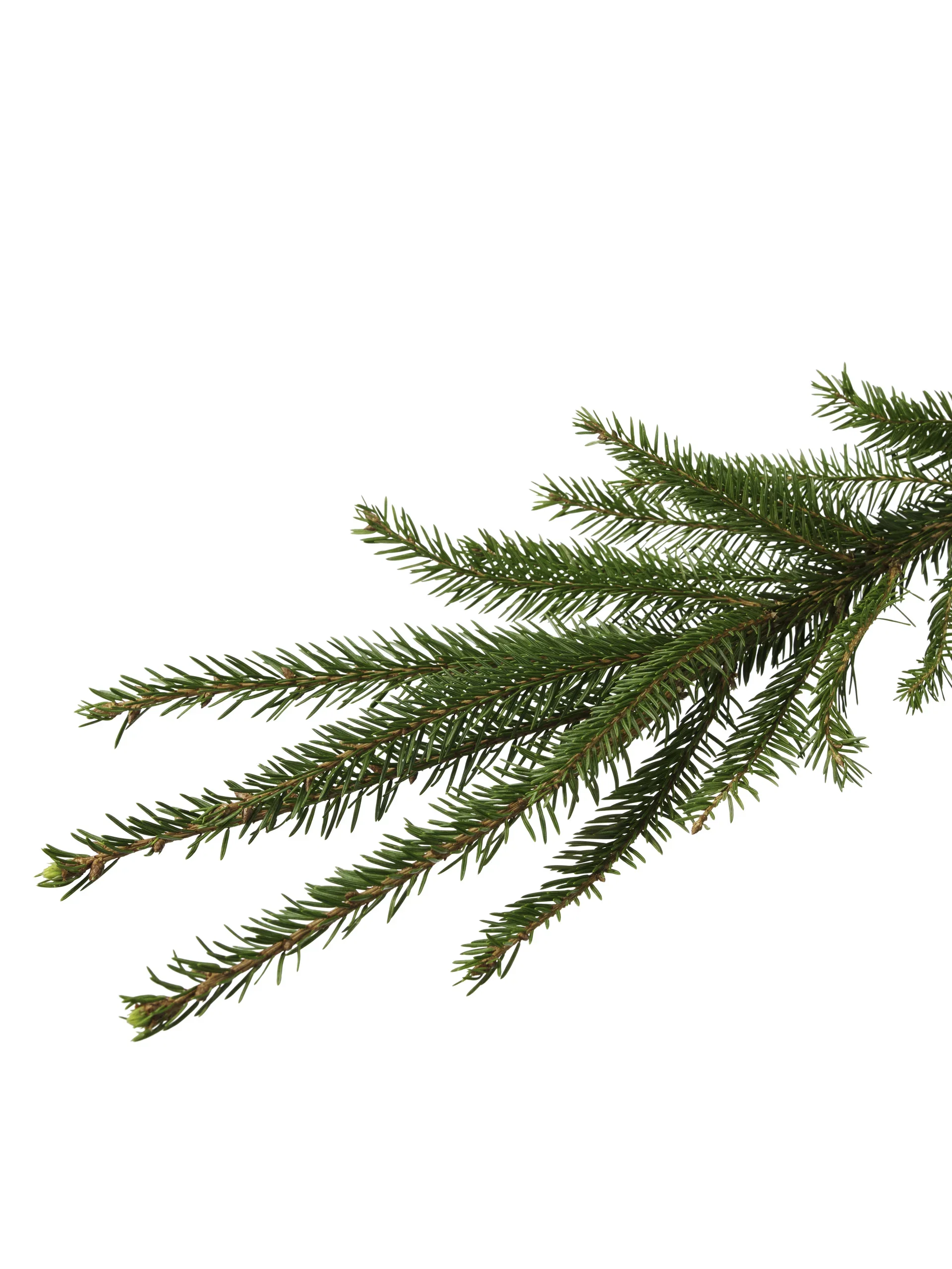 Picea abies 160-190 cm