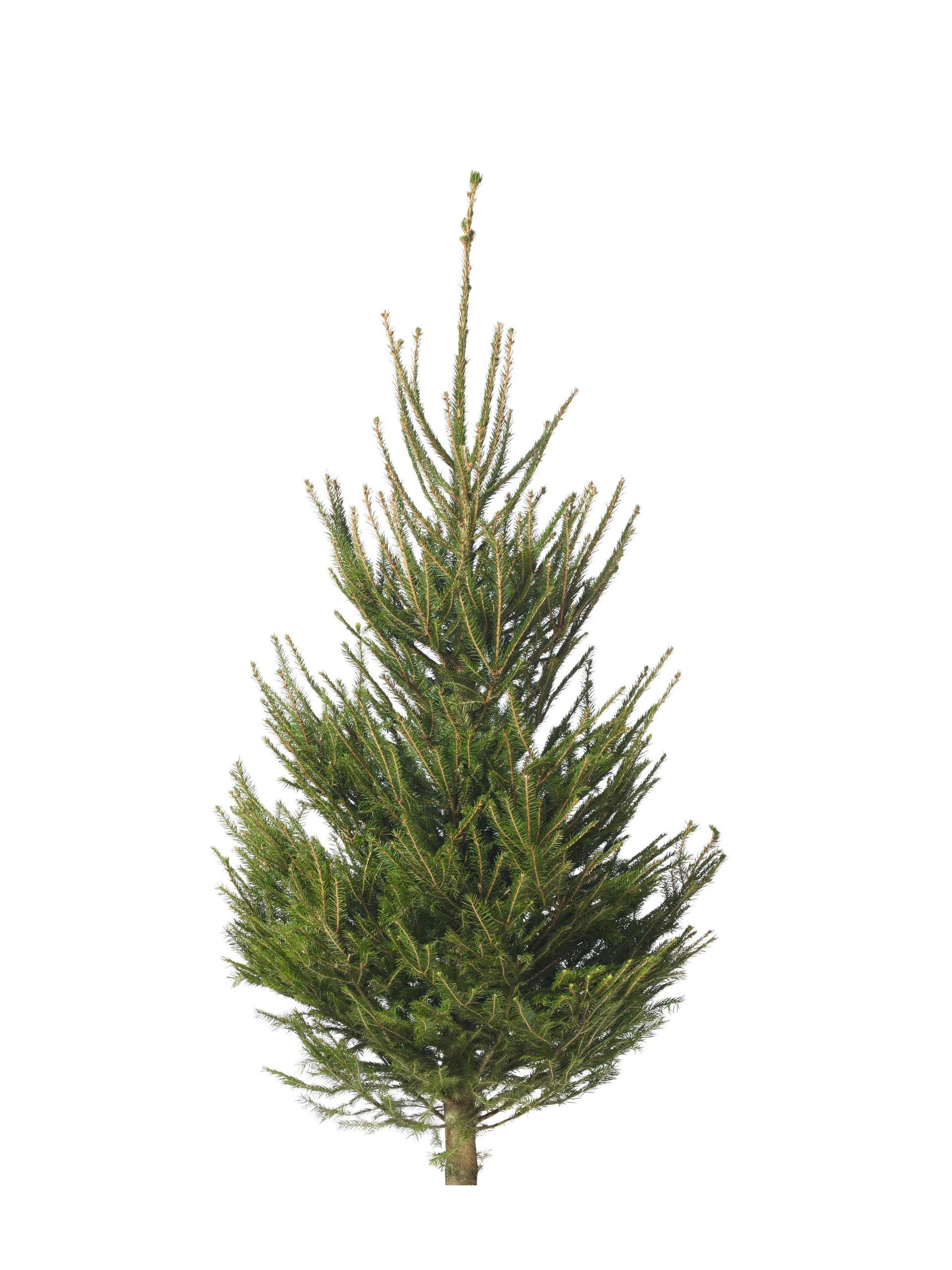 Picea abies 160-190 cm