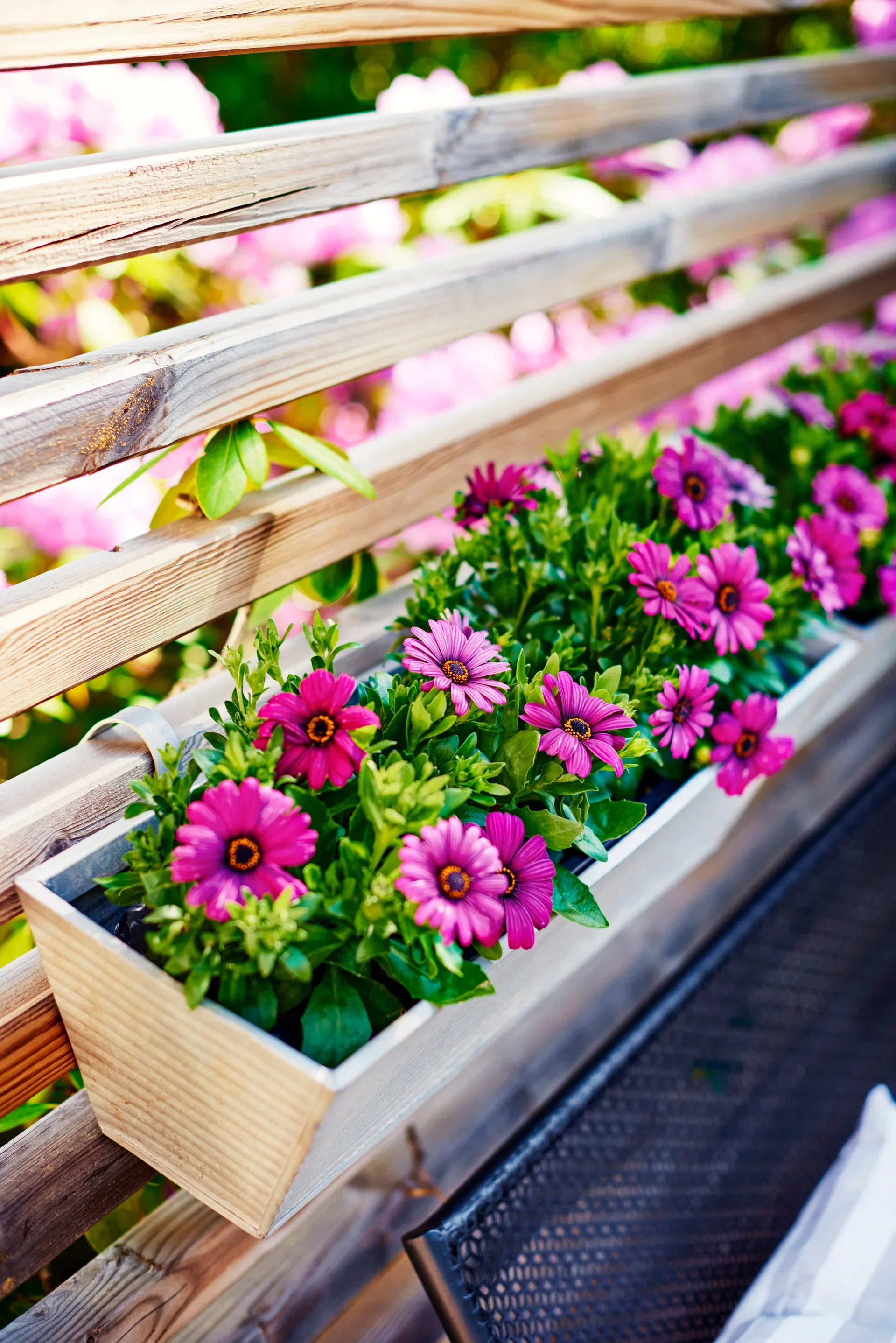 Osteospermum Purple 11 cm