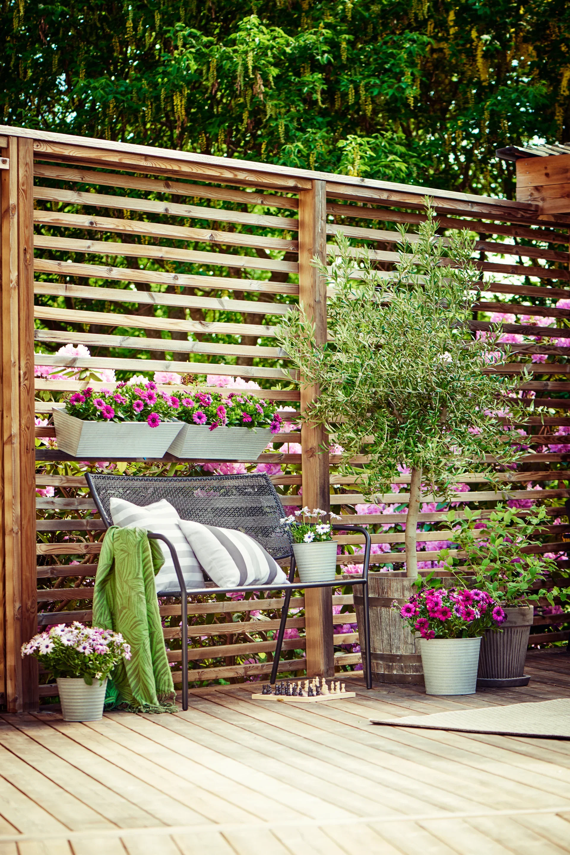 Osteospermum Purple 11 cm