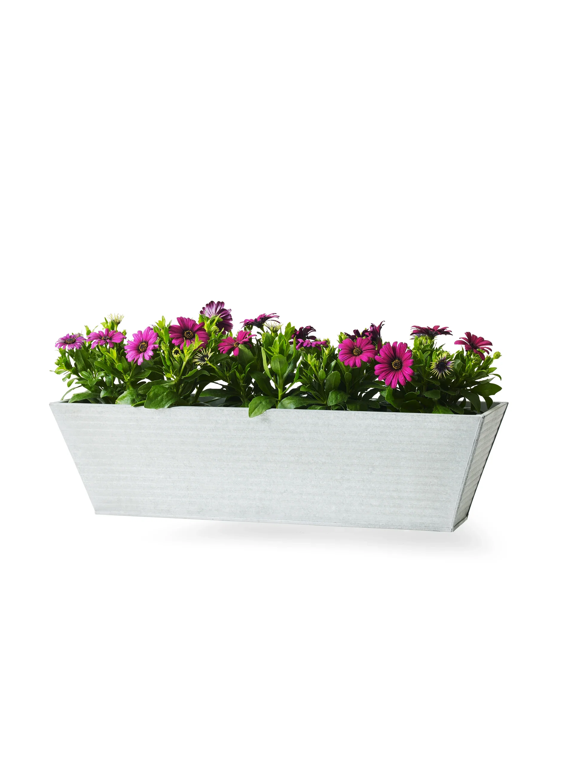 Osteospermum Purple 11 cm