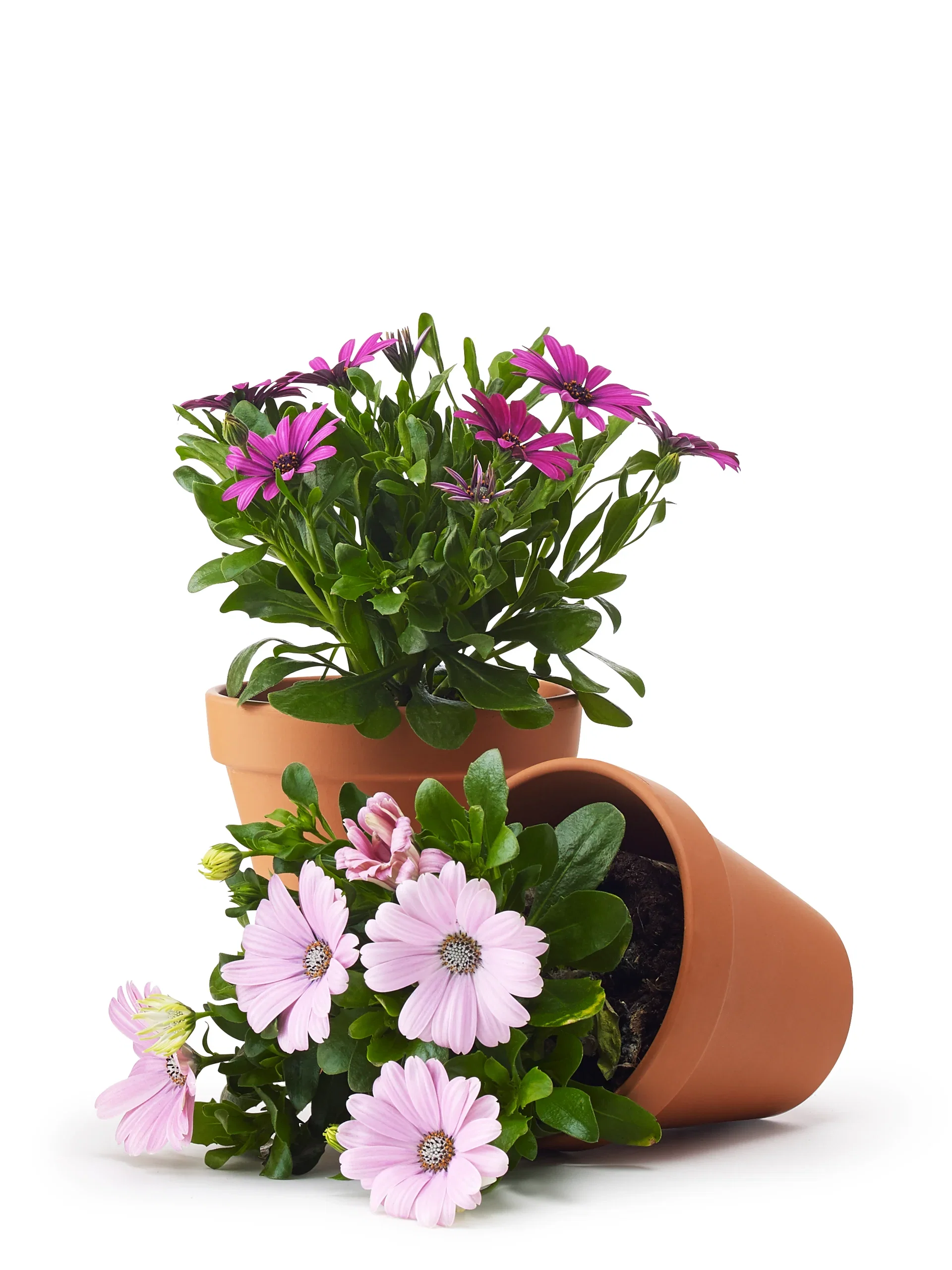 Osteospermum Purple 11 cm