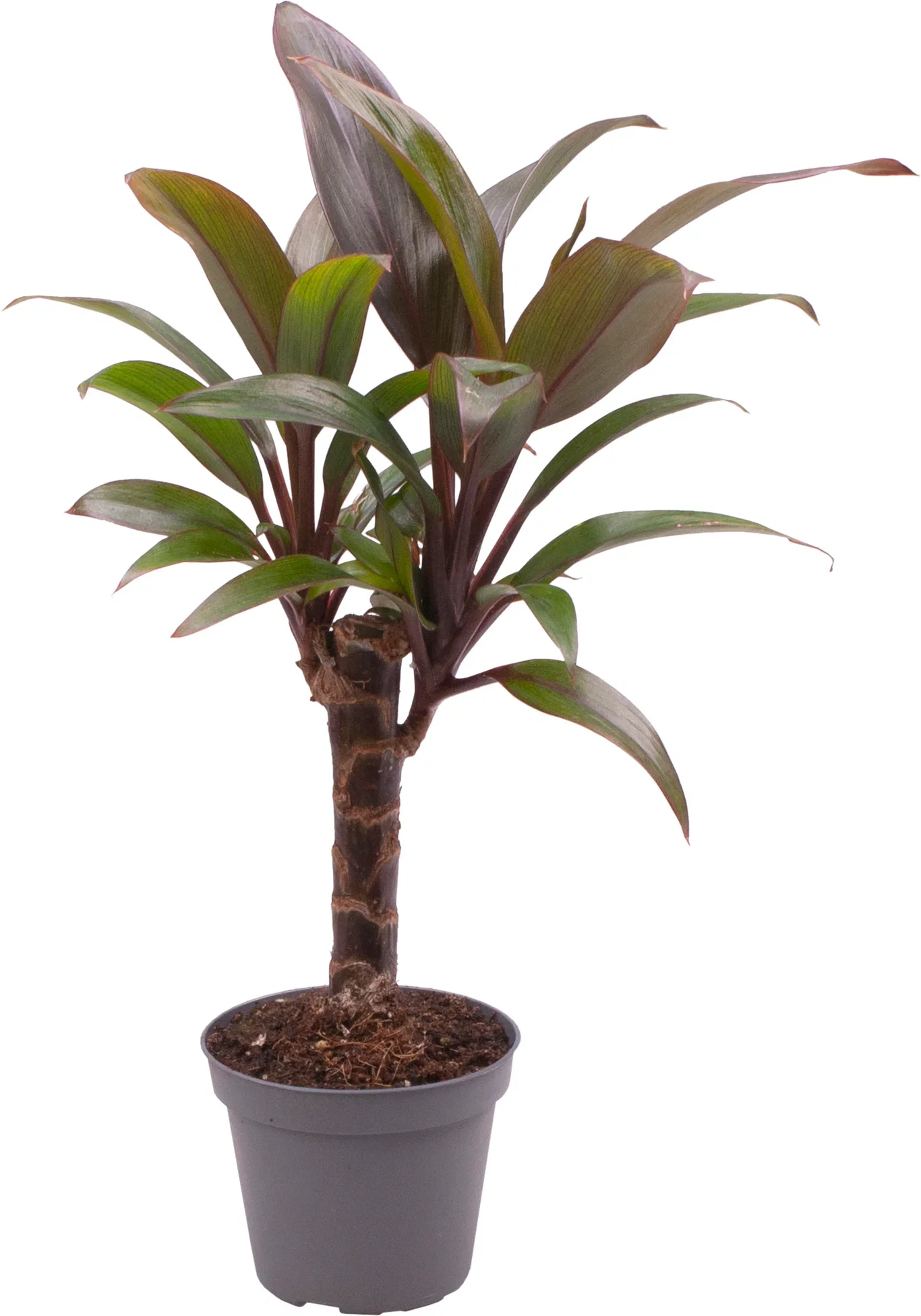 Cordyline fruticosa 'Purple Compacta' 6 cm
