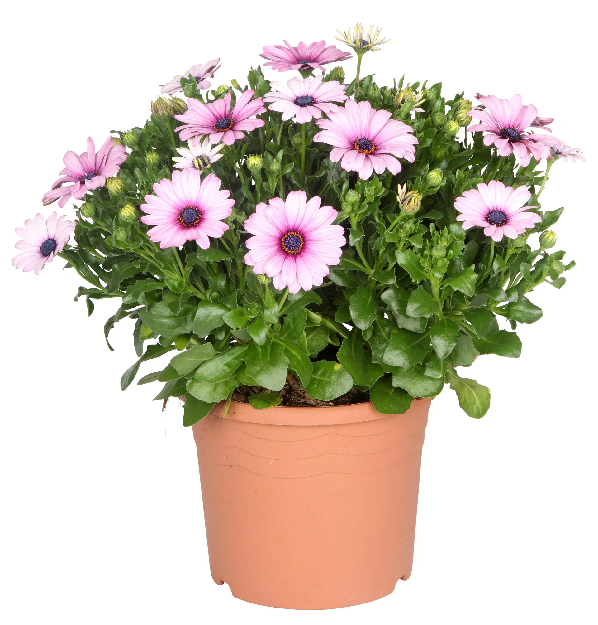 Osteospermum 21 cm